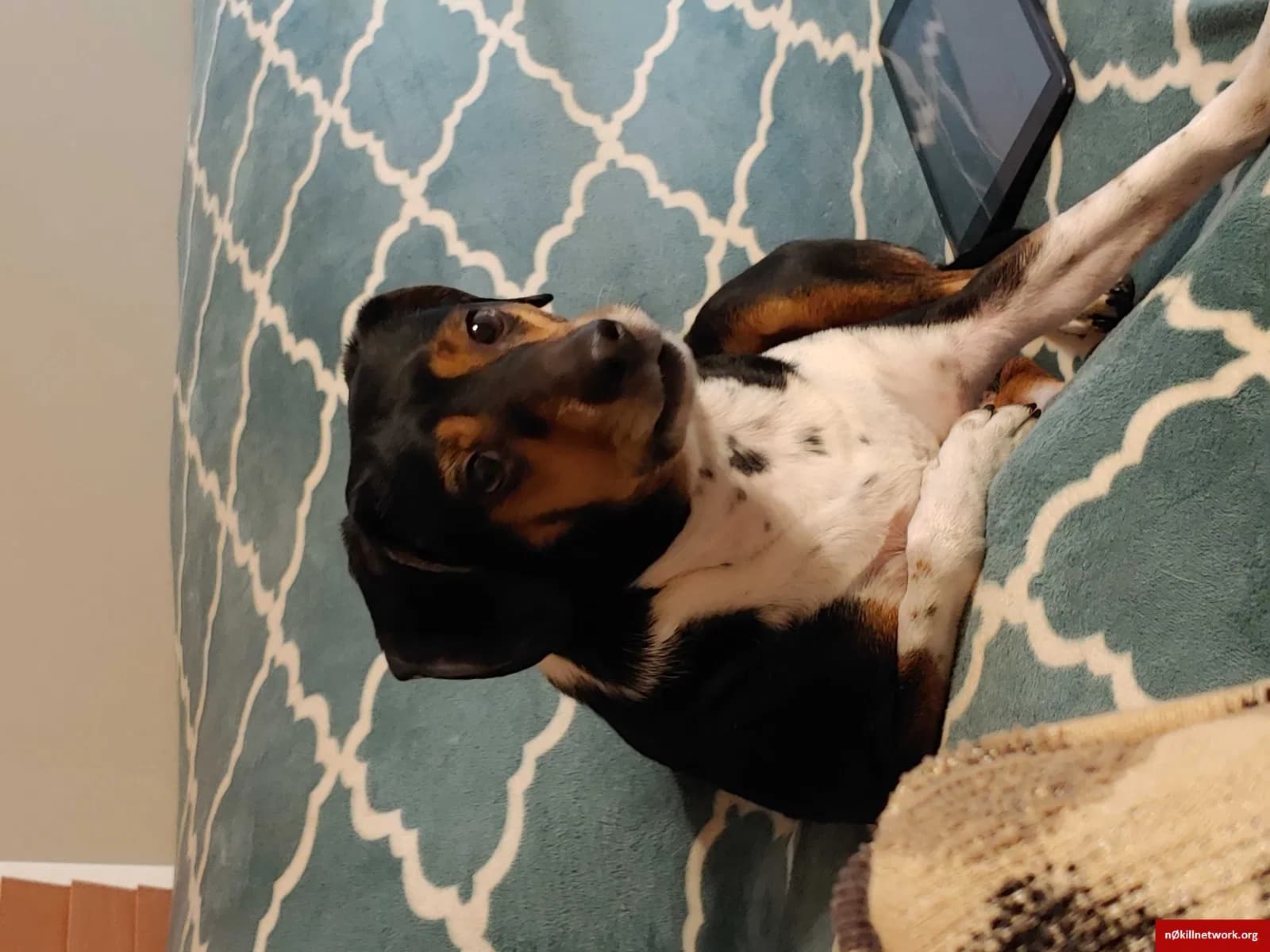 Brutus, back home in Indiana