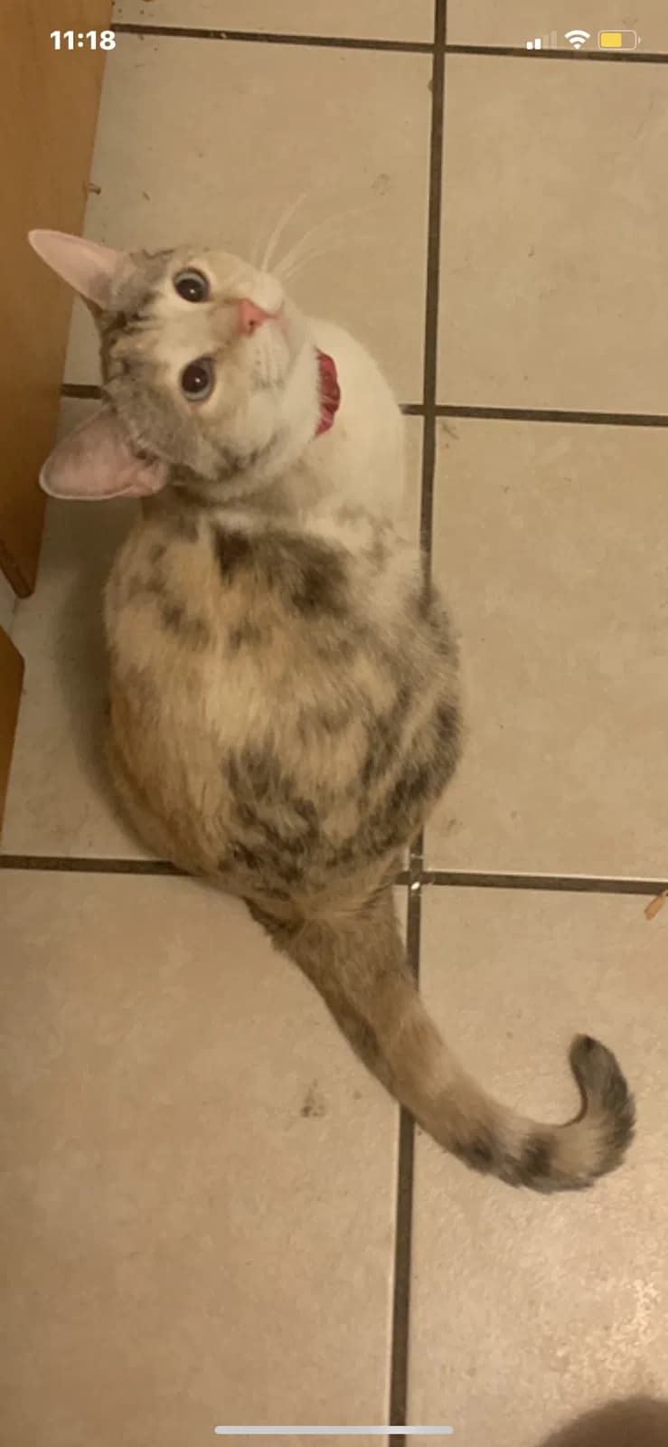 Luna, back home in Wisconsin
