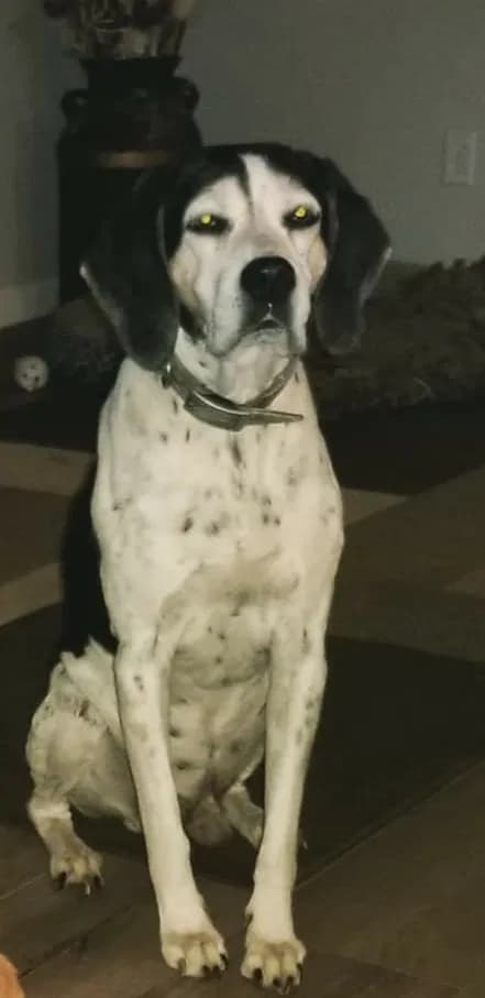 Charlie, back home in California