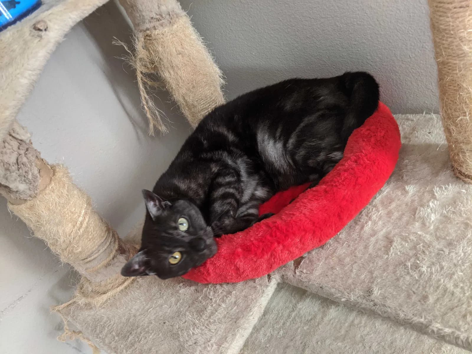 Smokey, back home in Texas