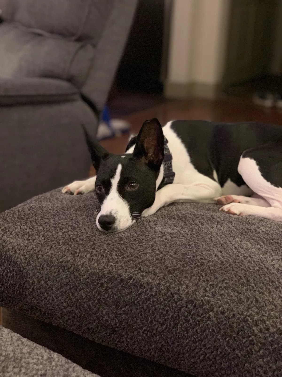 Jax, back home in Maryland