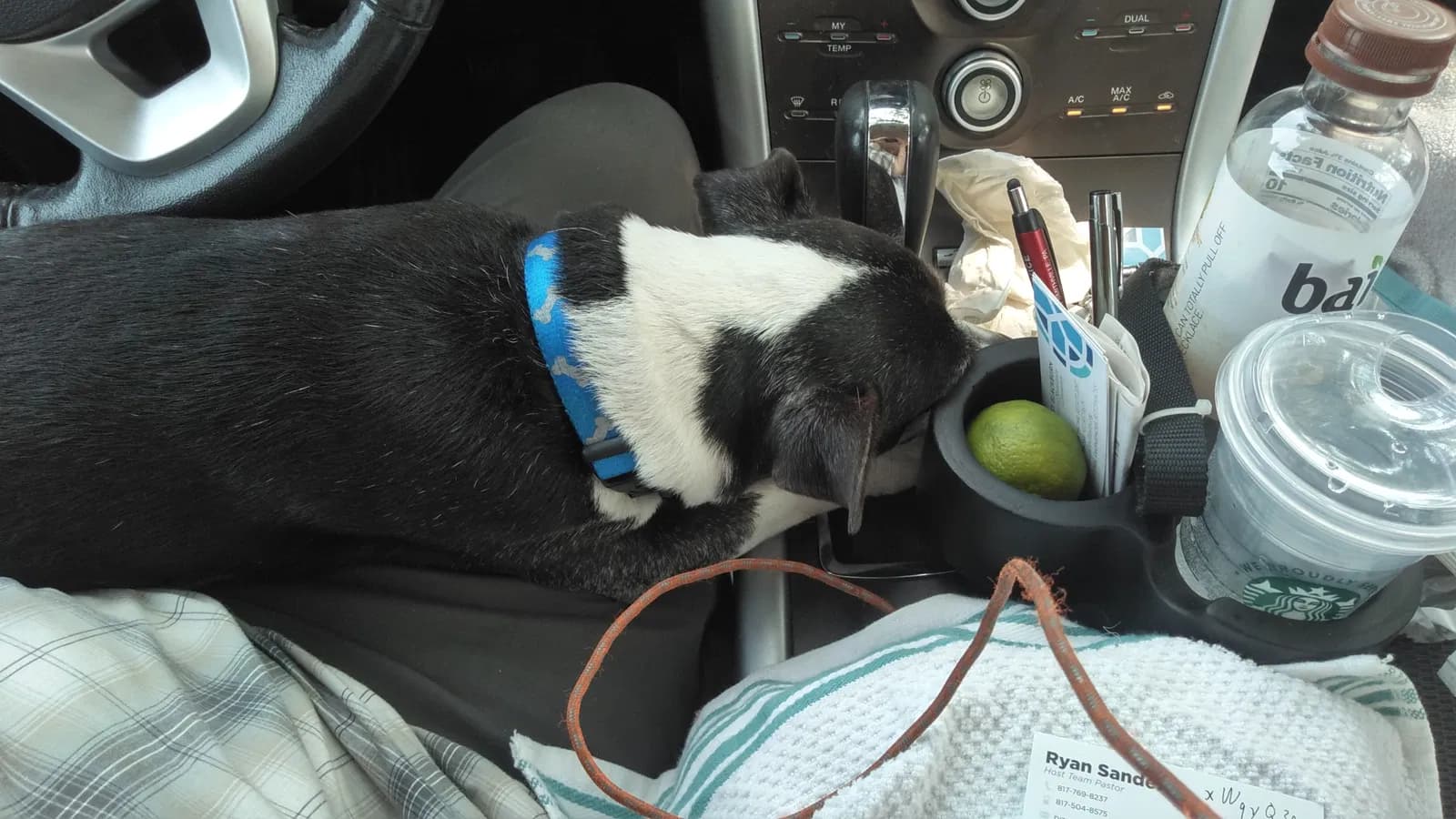 Toddy, back home in Texas
