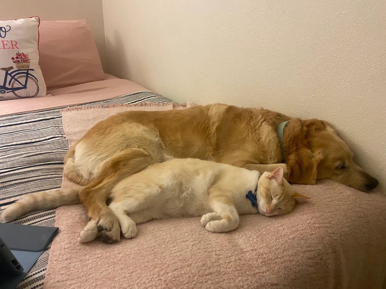 Leo (collar says his, back home in California