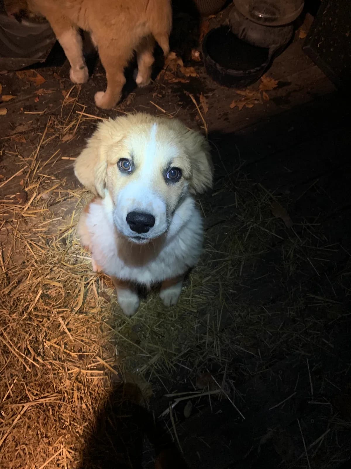 Cooter, back home in Tennessee