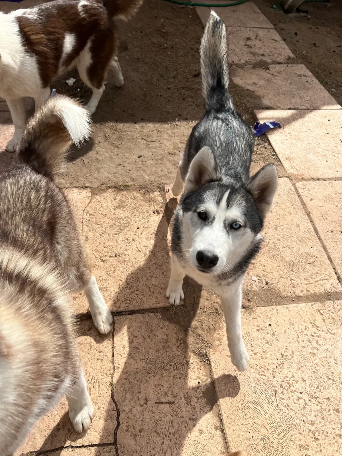 Lana/nana, back home in Arizona