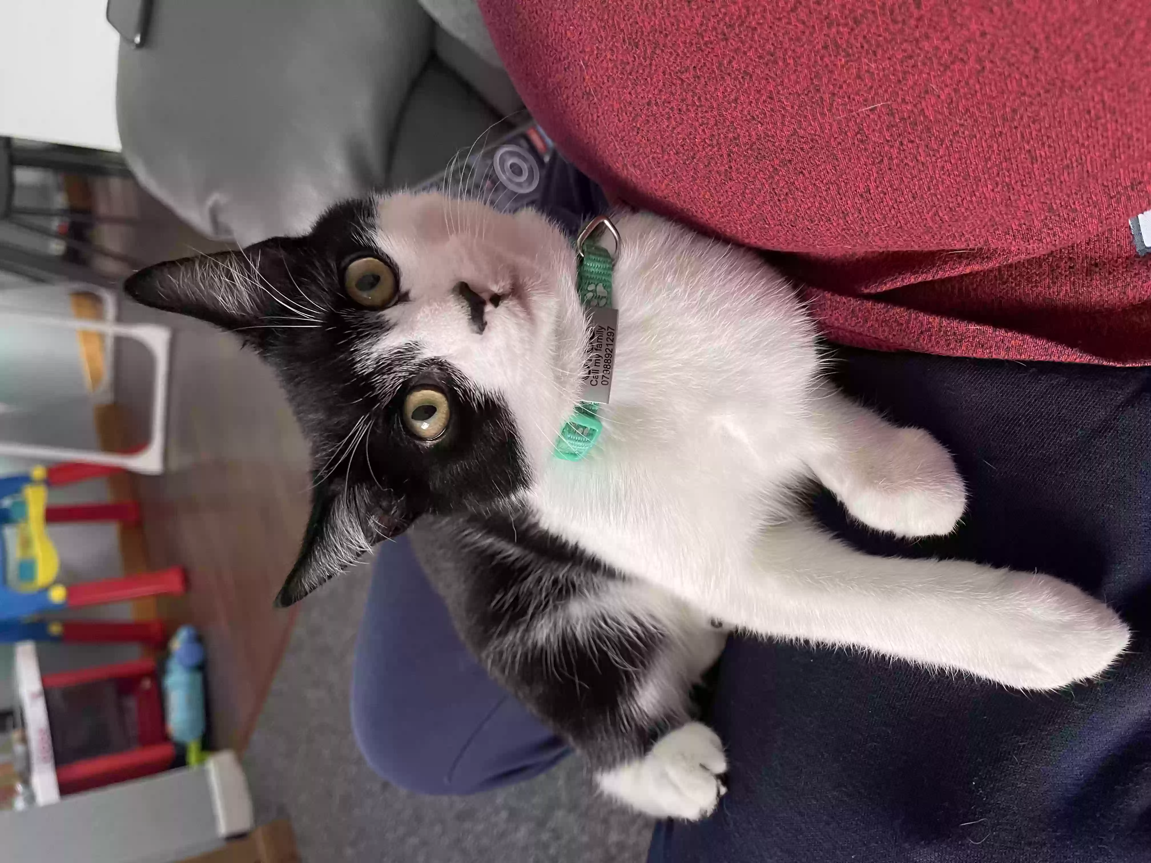 adoptable Cat in Glasgow,Scotland named Oreo
