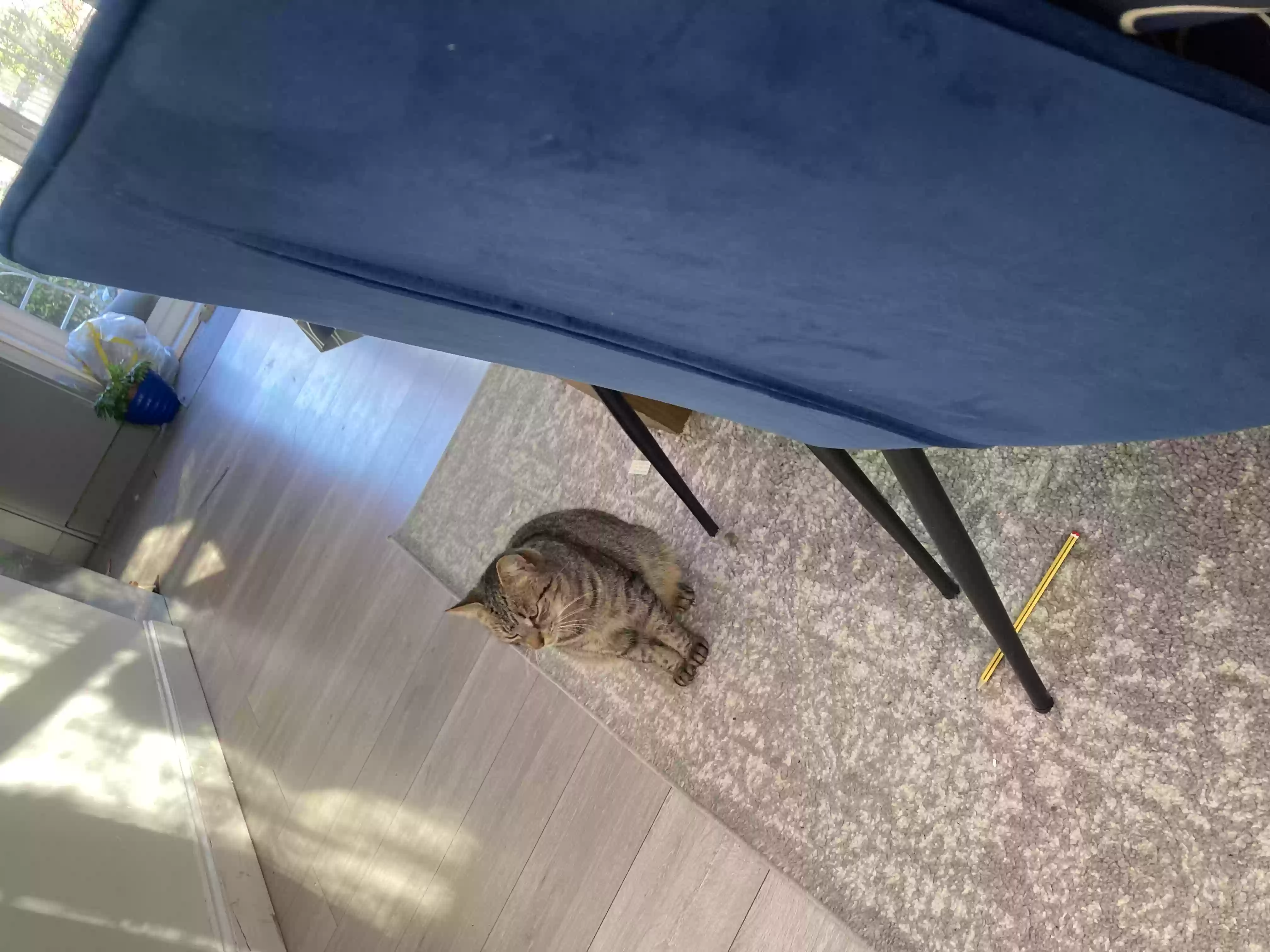 adoptable Cat in London,England named Mizzy