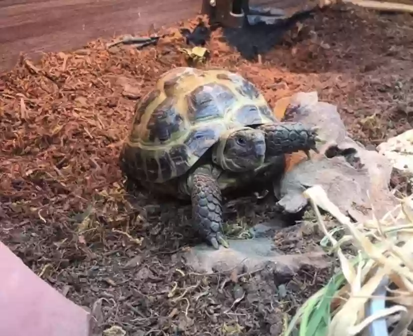 adoptable Reptile in Southampton,England named Rocky