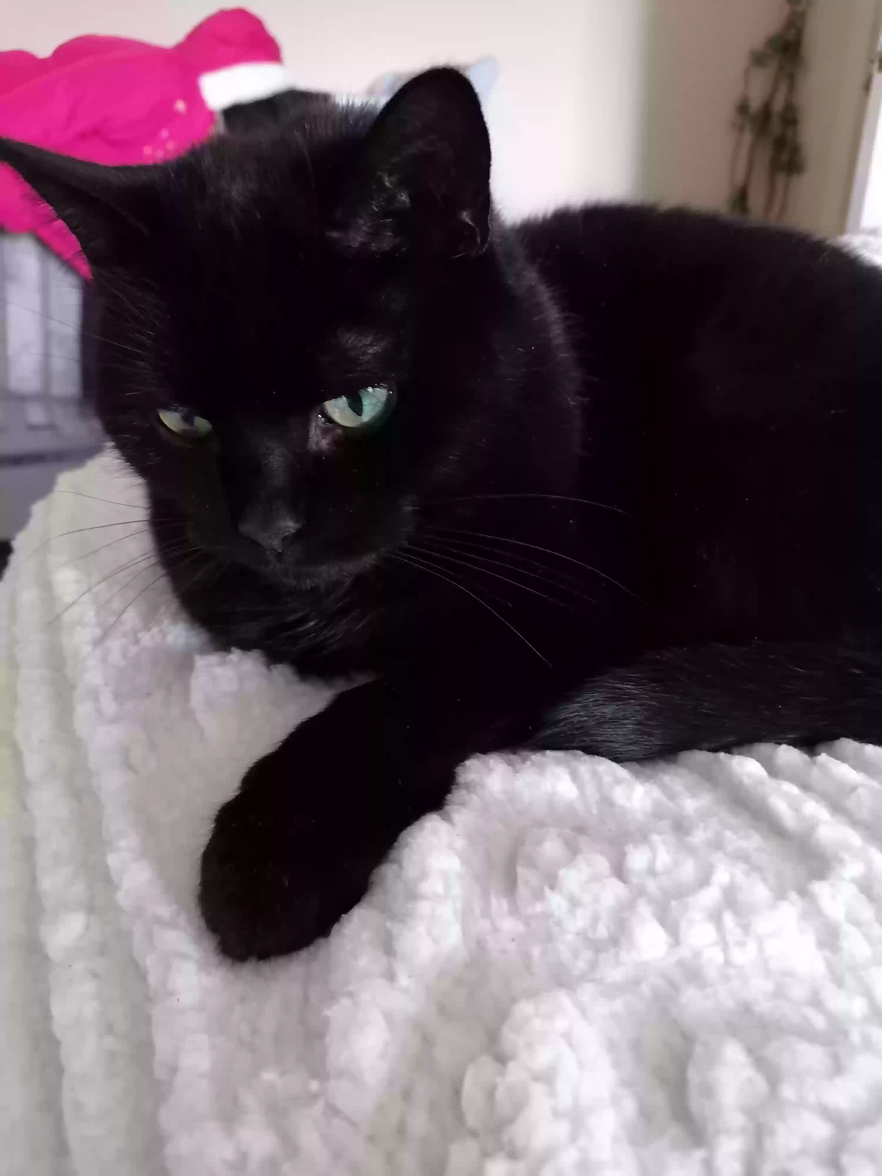 adoptable Cat in Durham,England named Prunes
