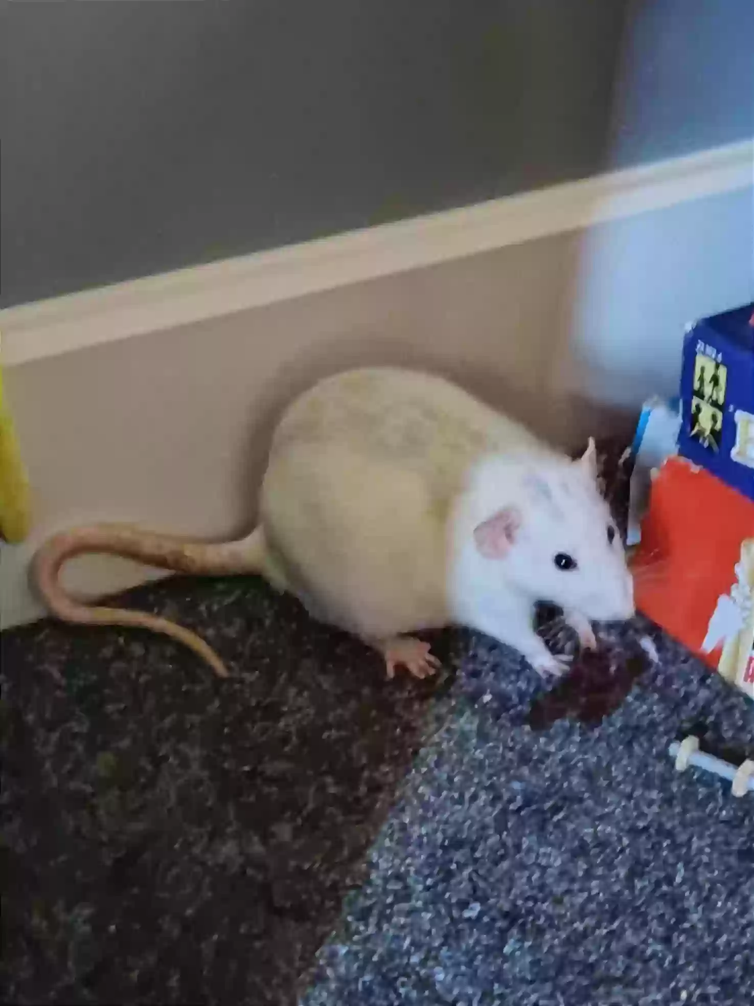 adoptable in Portsmouth,England named Popcorn