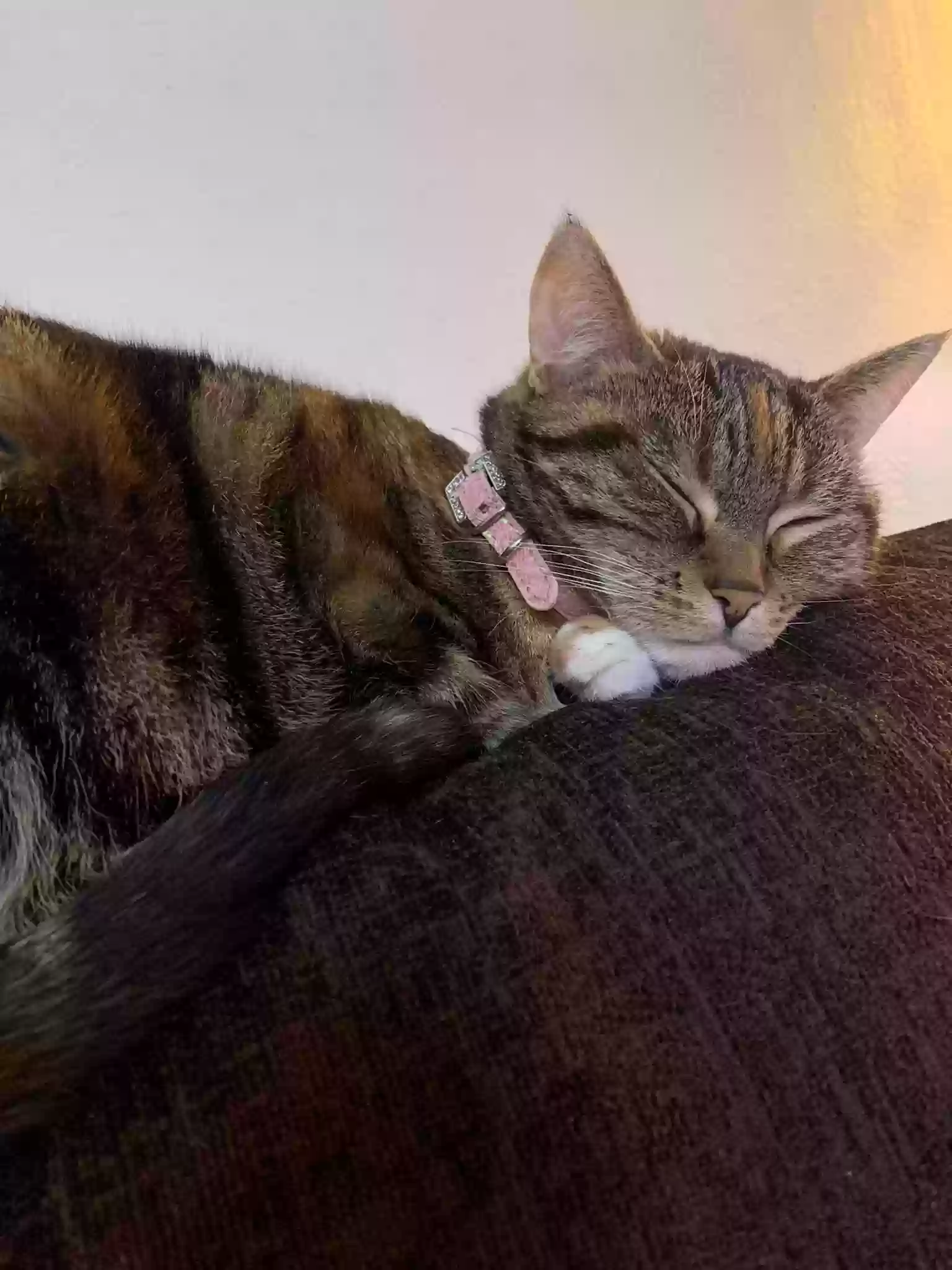 adoptable Cat in Glasgow,Scotland named Cleo