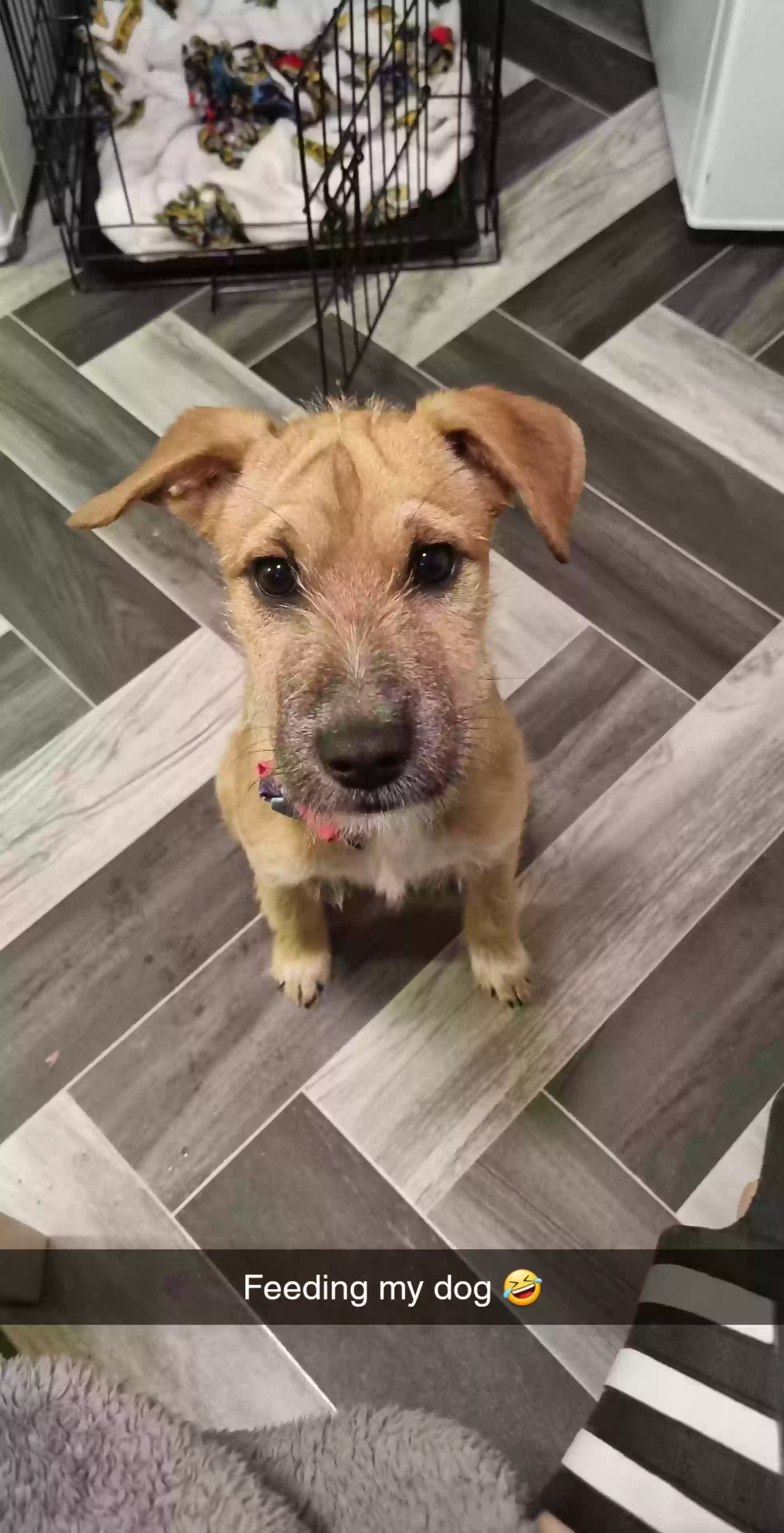 adoptable Dog in Glasgow,Scotland named Raven