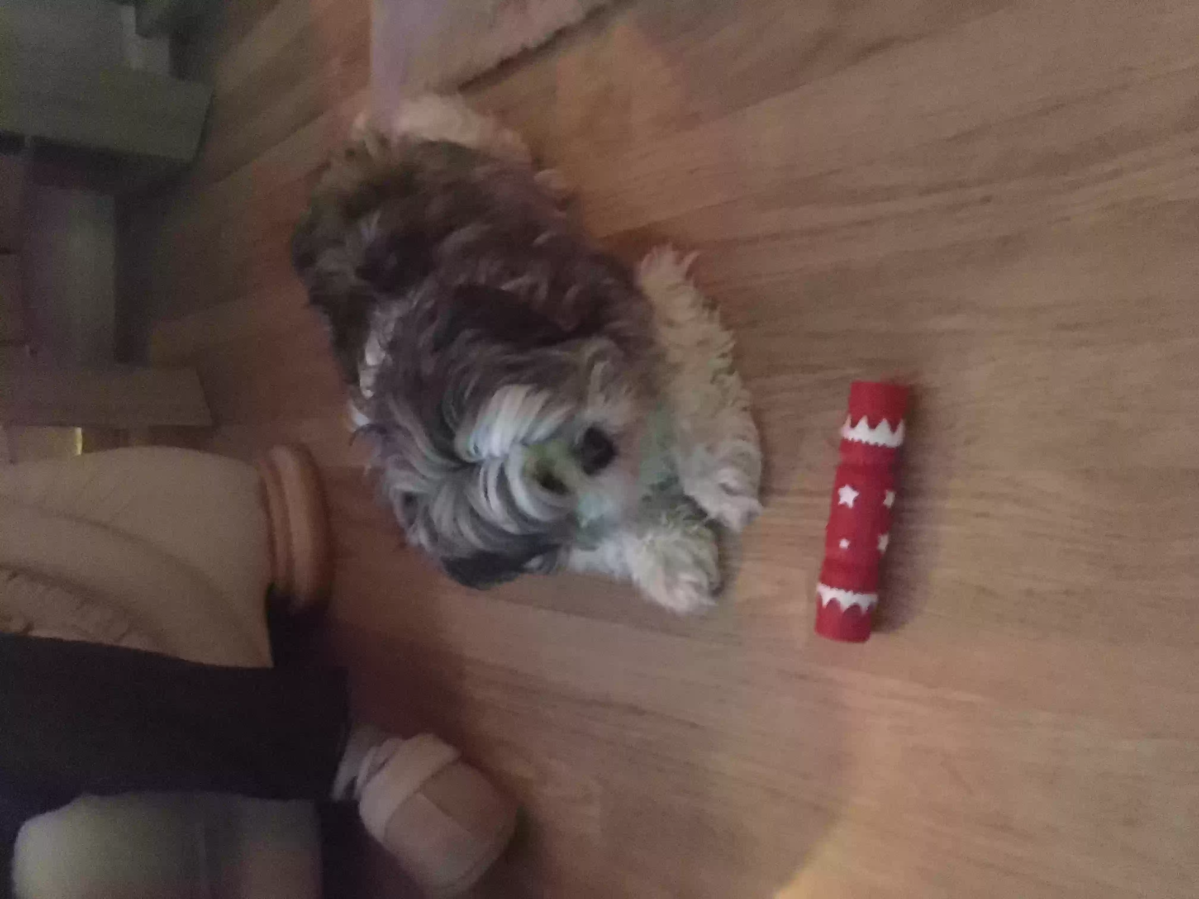 adoptable Dog in Edinburgh,Scotland named Harley