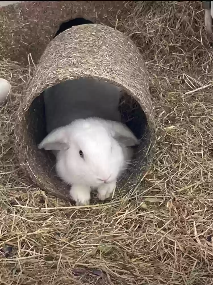 adoptable in London,England named Snowball and Brownie