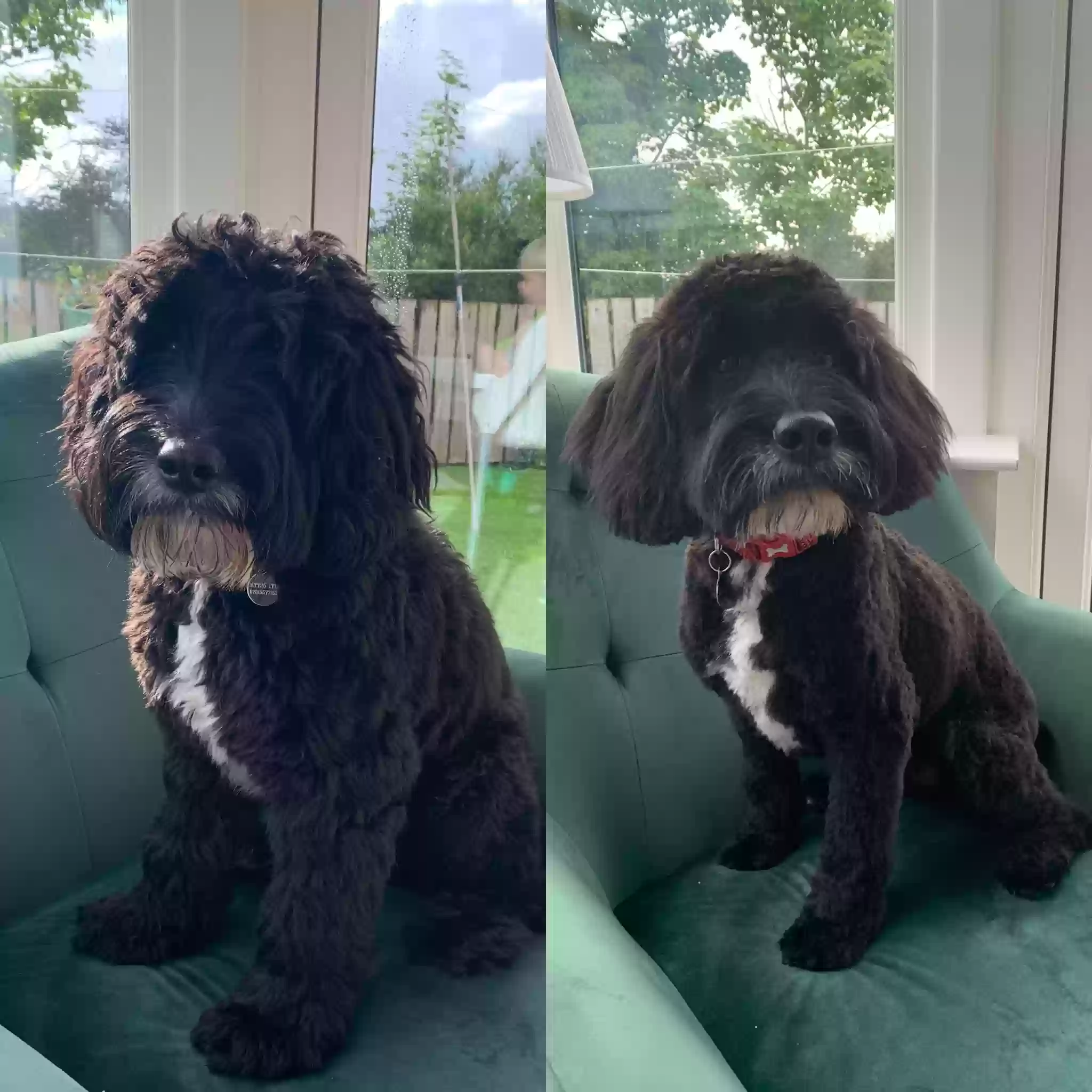adoptable Dog in Lisburn,Northern Ireland named Arlo