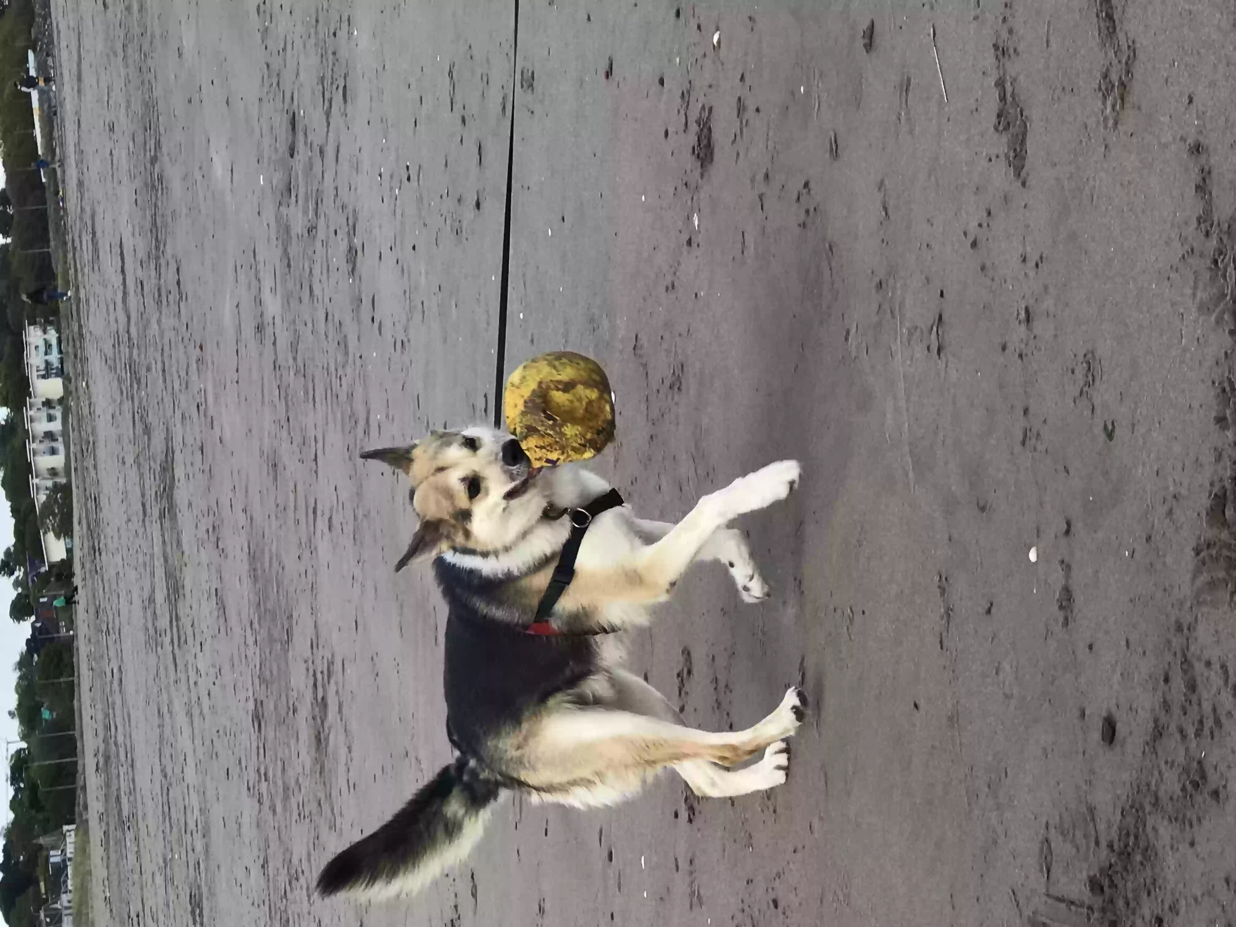 adoptable Dog in Perth,Scotland named Lemmy