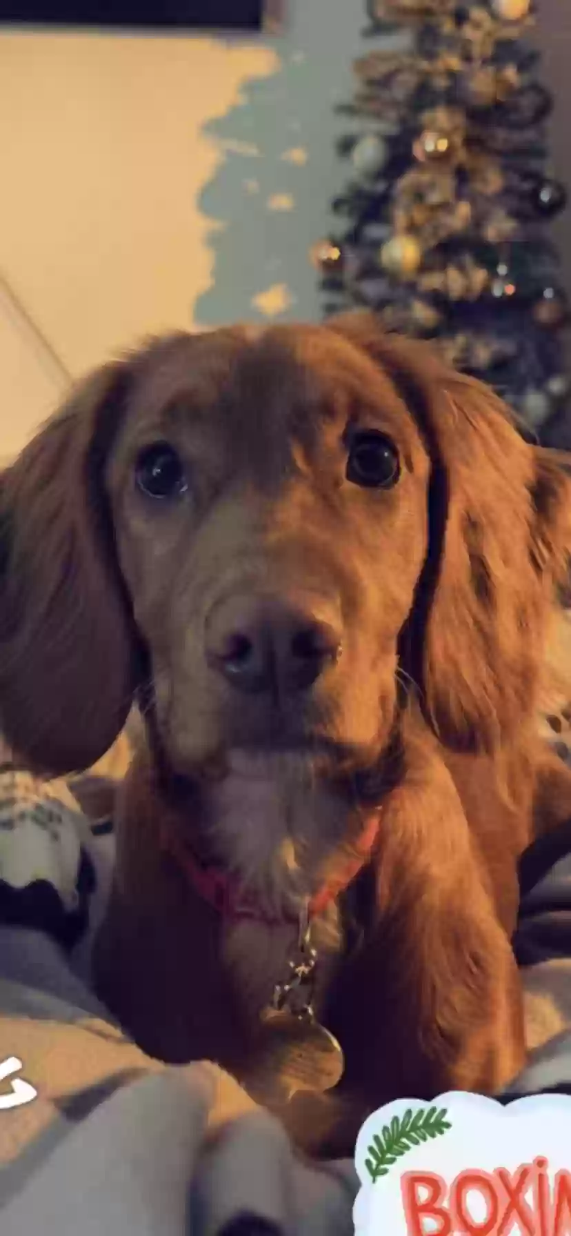 adoptable Dog in Glasgow,Scotland named Winston