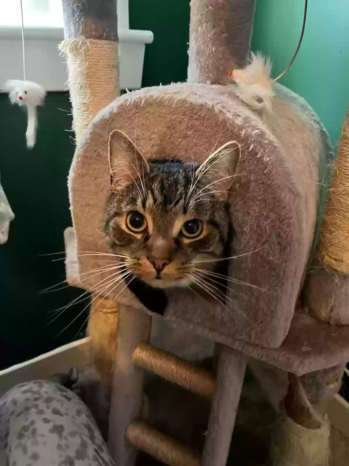 adoptable Cat in Glasgow,Scotland named Simba