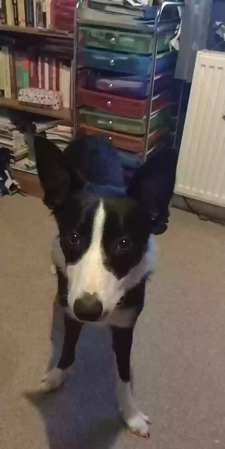 adoptable Dog in Inverness,Scotland named Domino