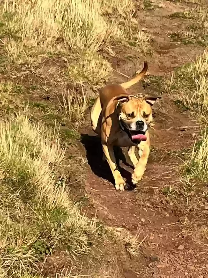 adoptable Dog in Edinburgh,Scotland named Milo
