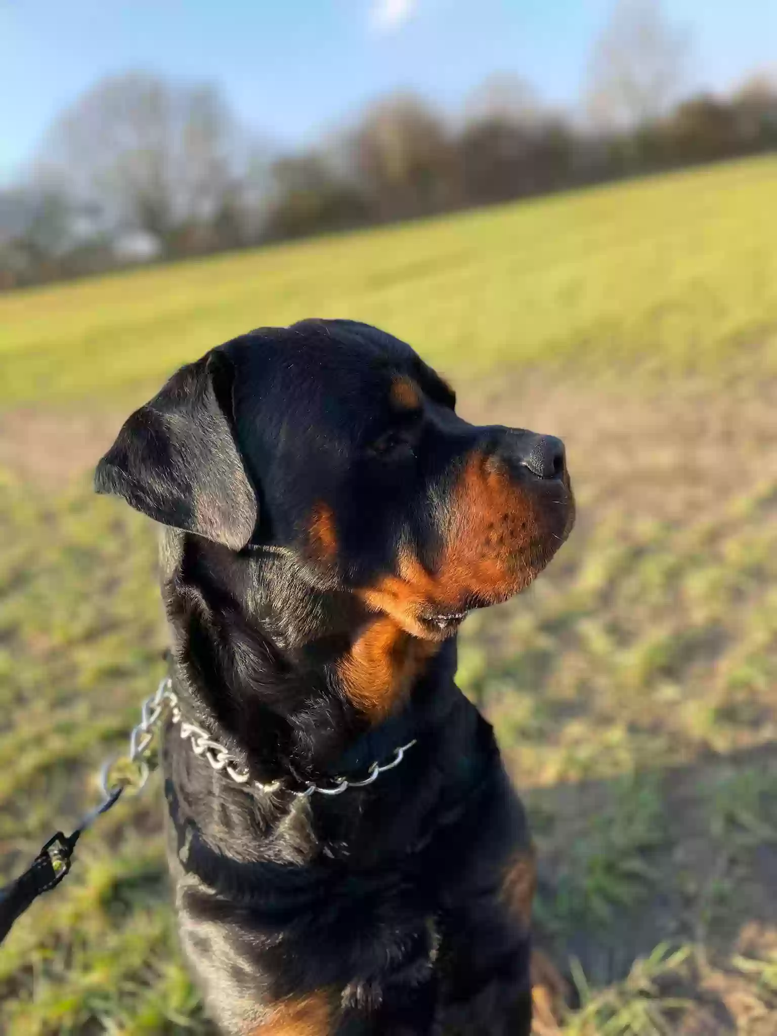 adoptable Dog in Perth,Scotland named Dave