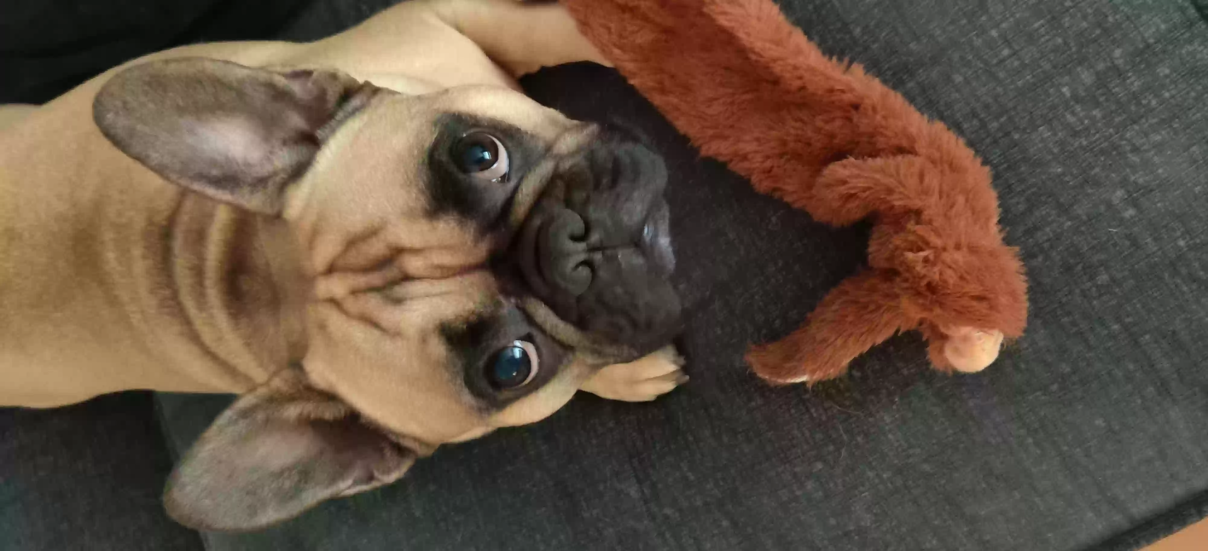 adoptable Dog in Glasgow,Scotland named Marvin