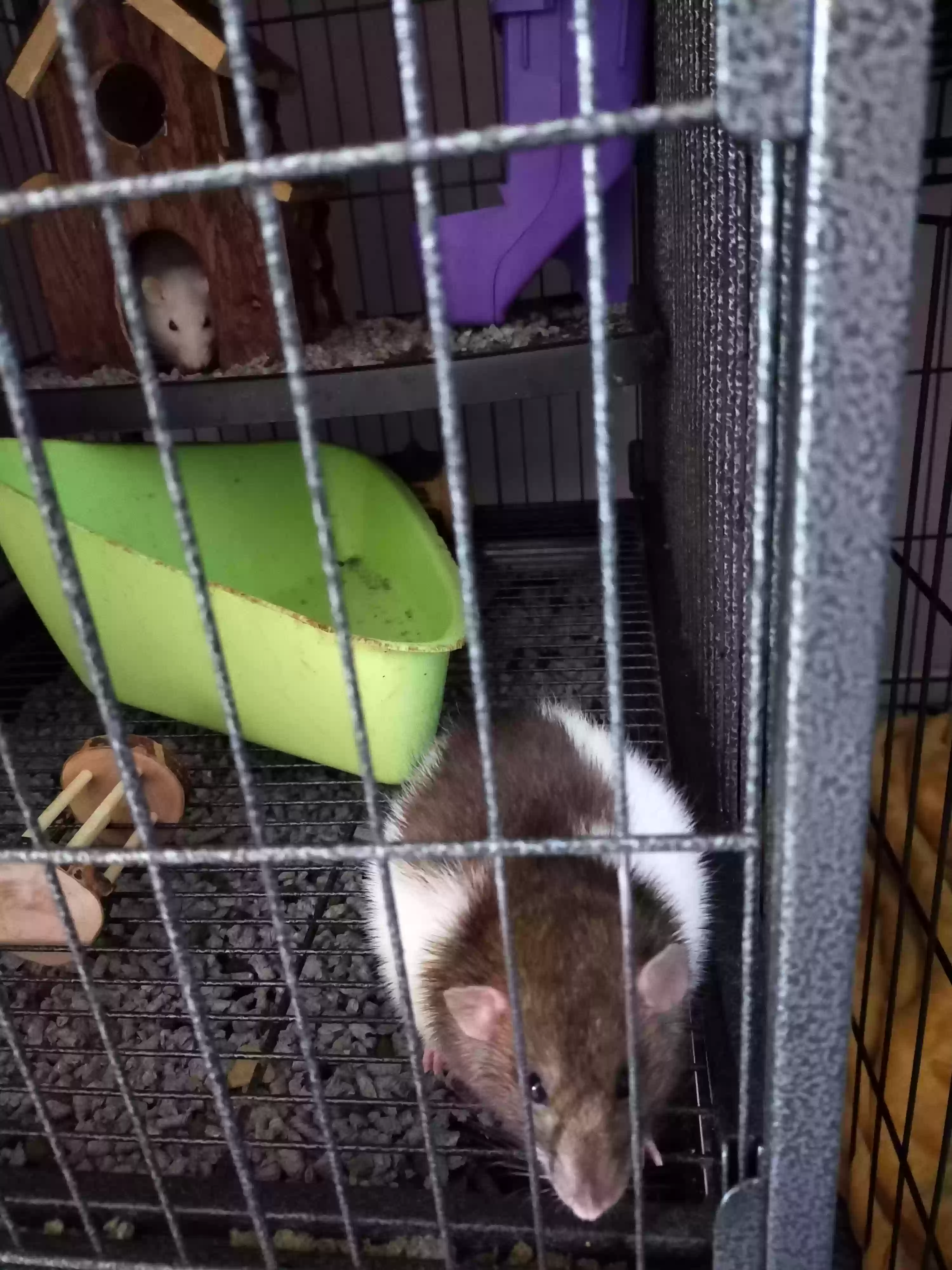 adoptable in Lincoln,England named Millie and Molly