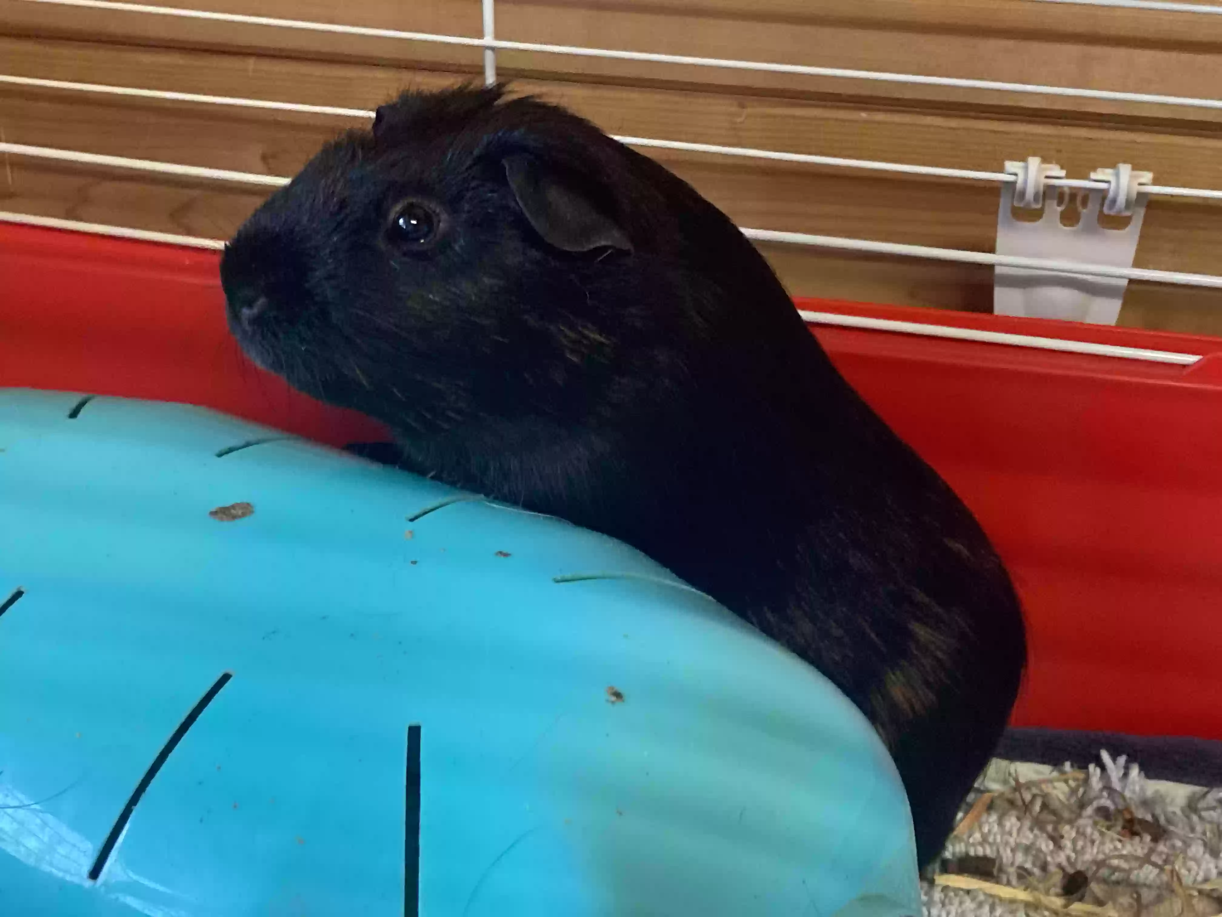 adoptable in Brighton & Hove,England named Giggle