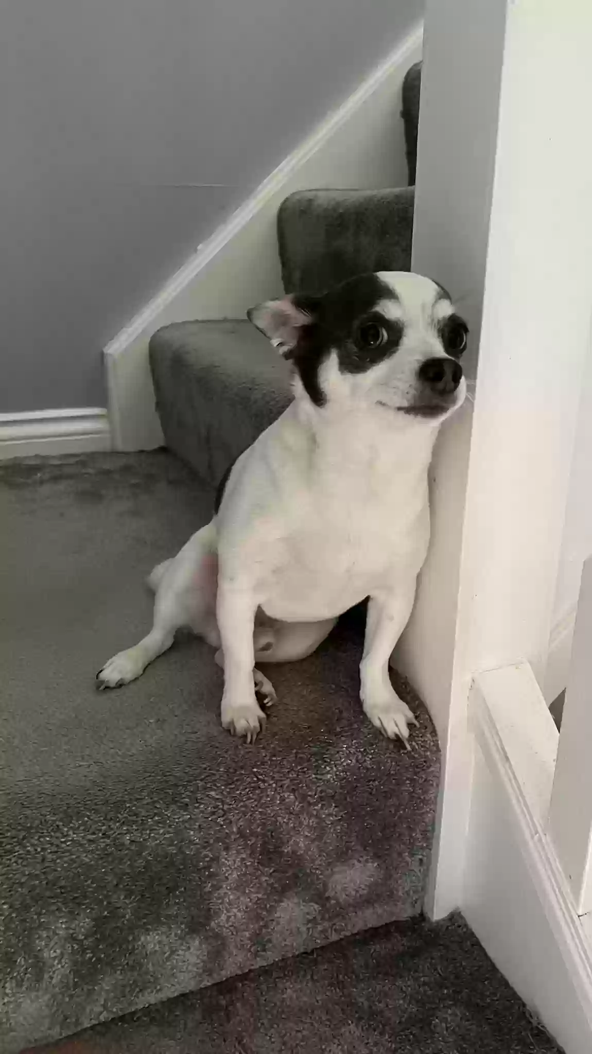 adoptable Dog in Glasgow,Scotland named Casper