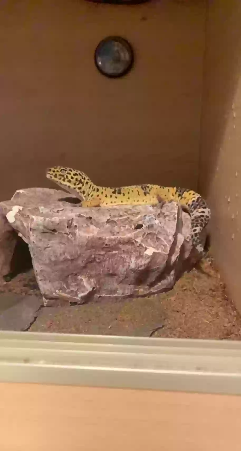adoptable Reptile in Newcastle Upon Tyne,England named Quincey