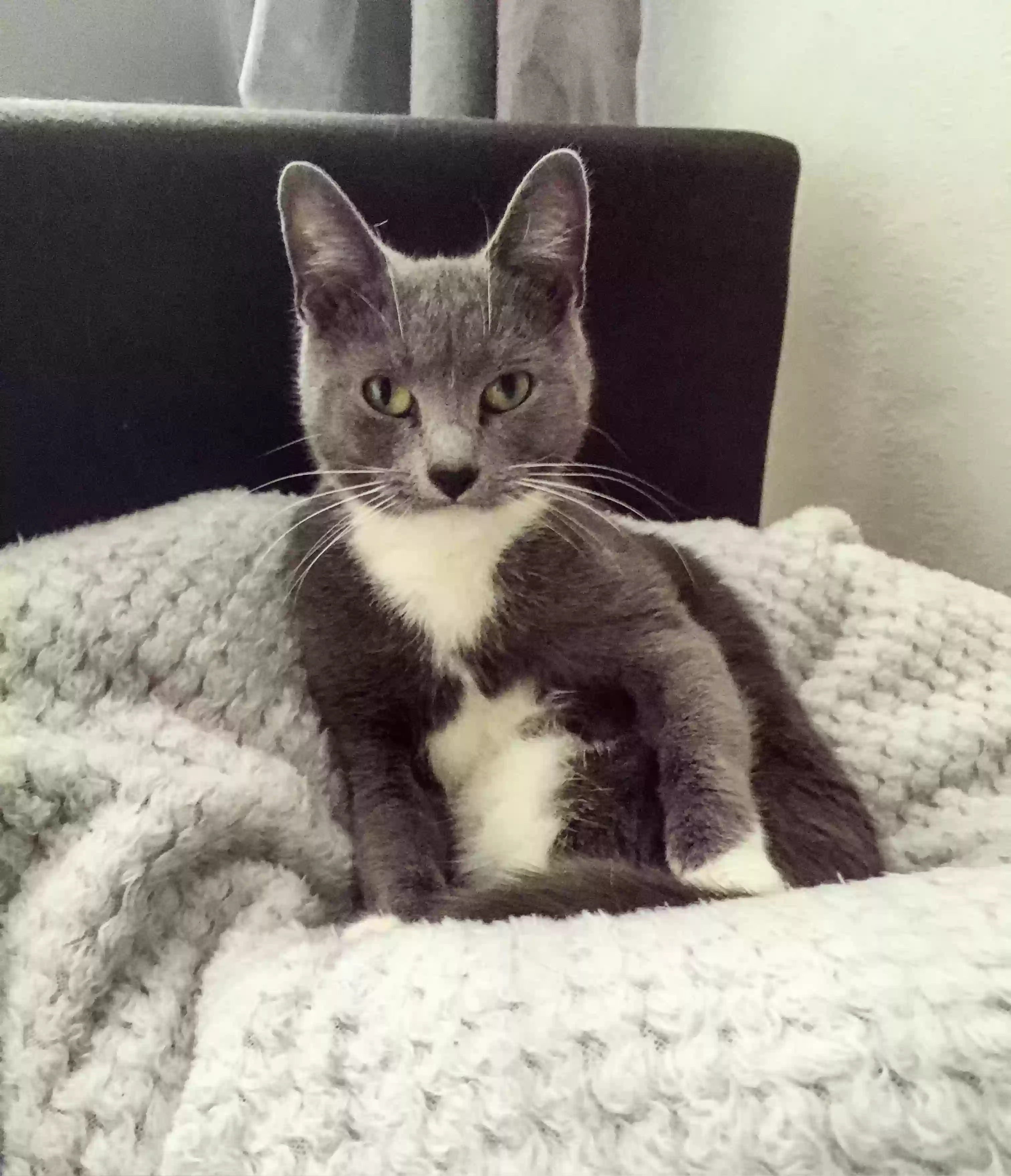 adoptable Cat in Wakefield,England named Grazyna