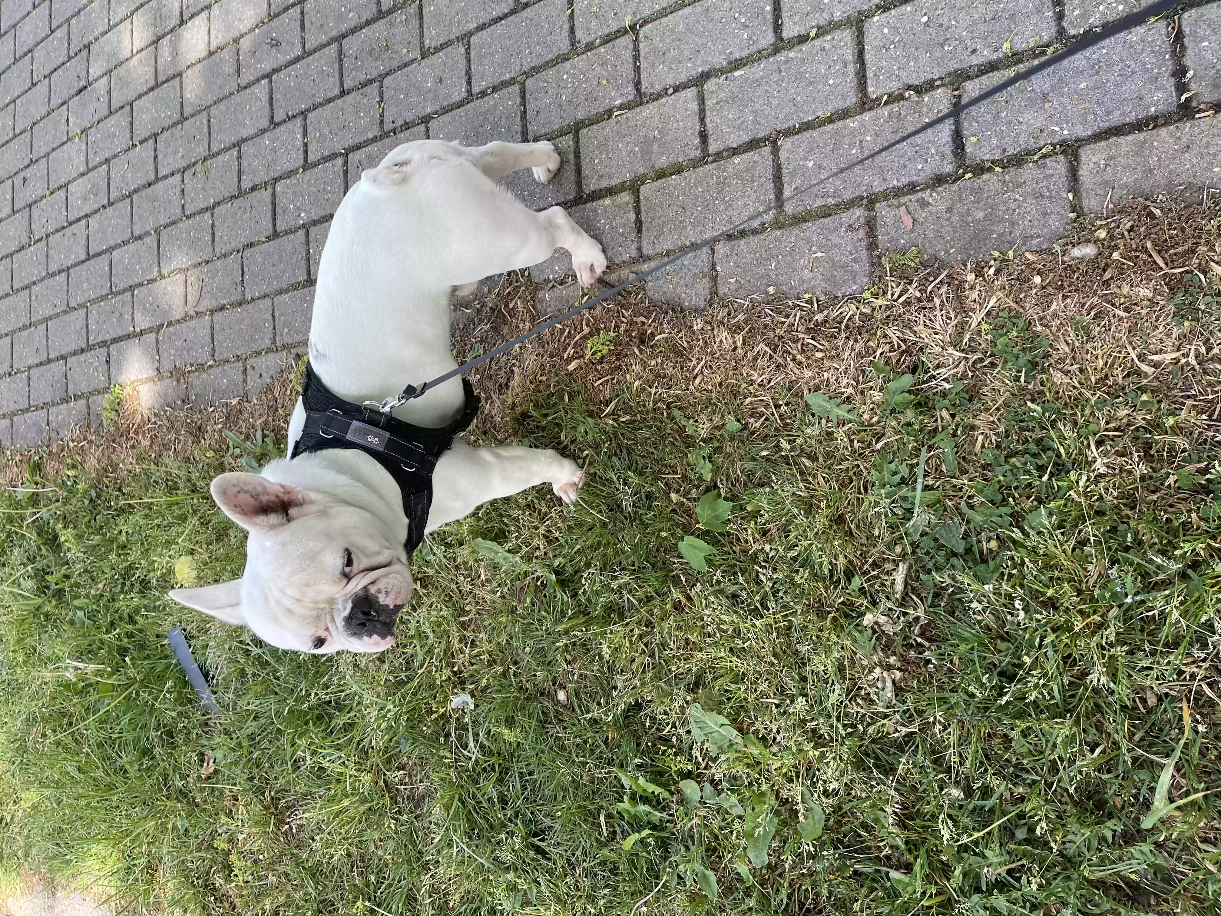 adoptable Dog in London,England named Frankie