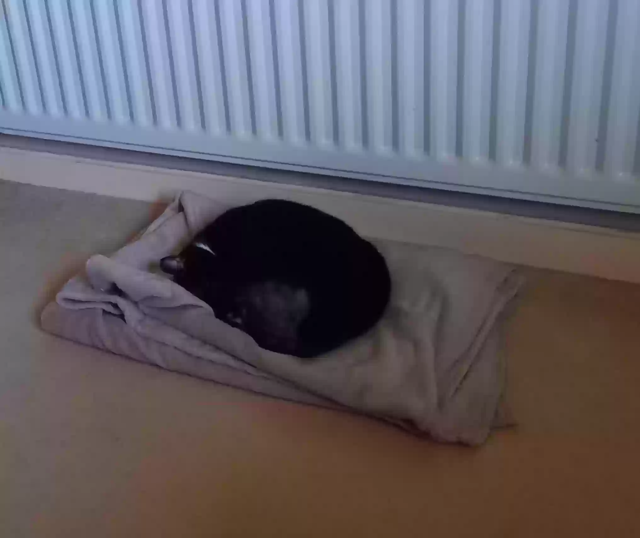 adoptable Cat in Newcastle Upon Tyne,England named Poppy
