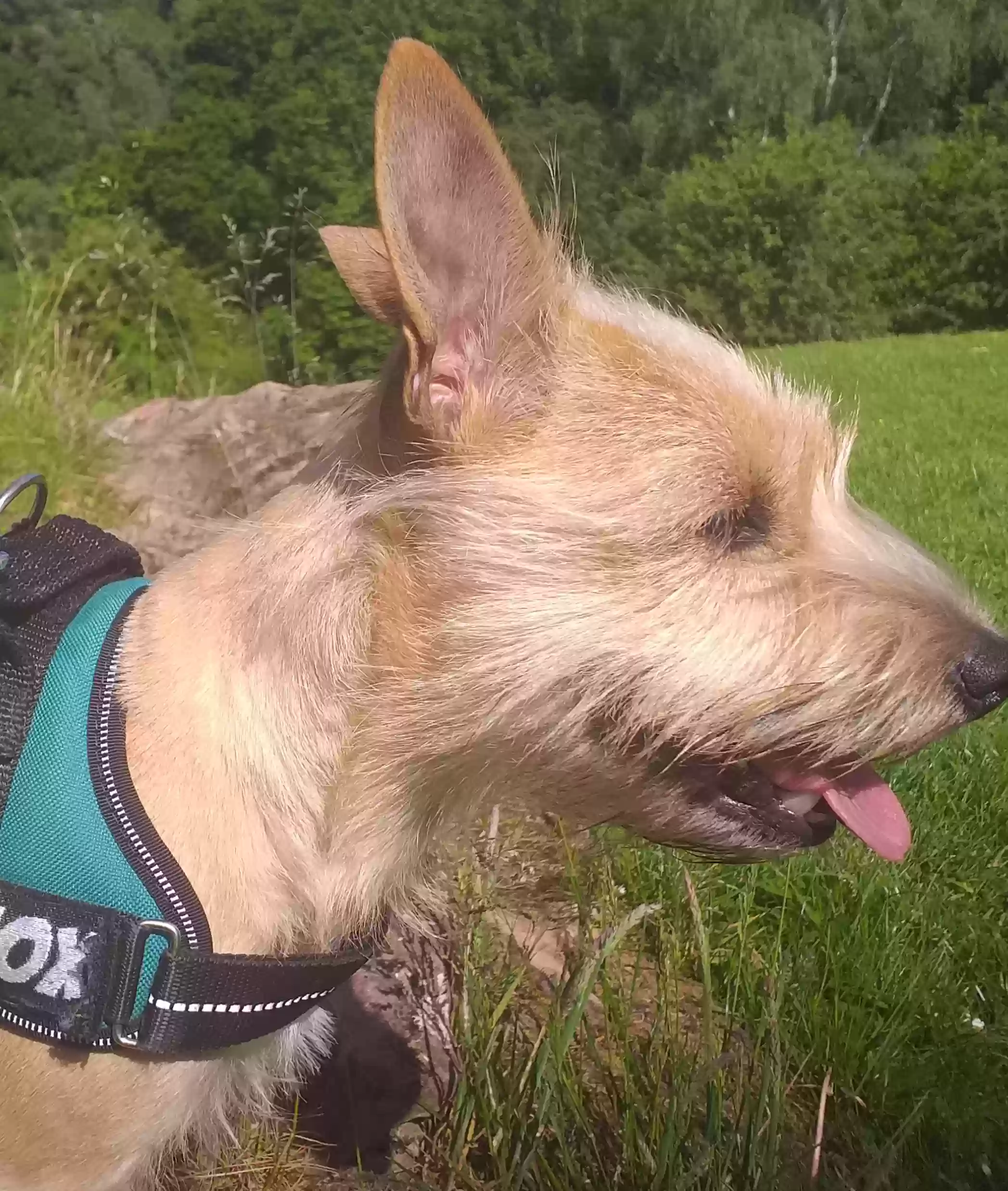 adoptable Dog in Glasgow,Scotland named Lennox