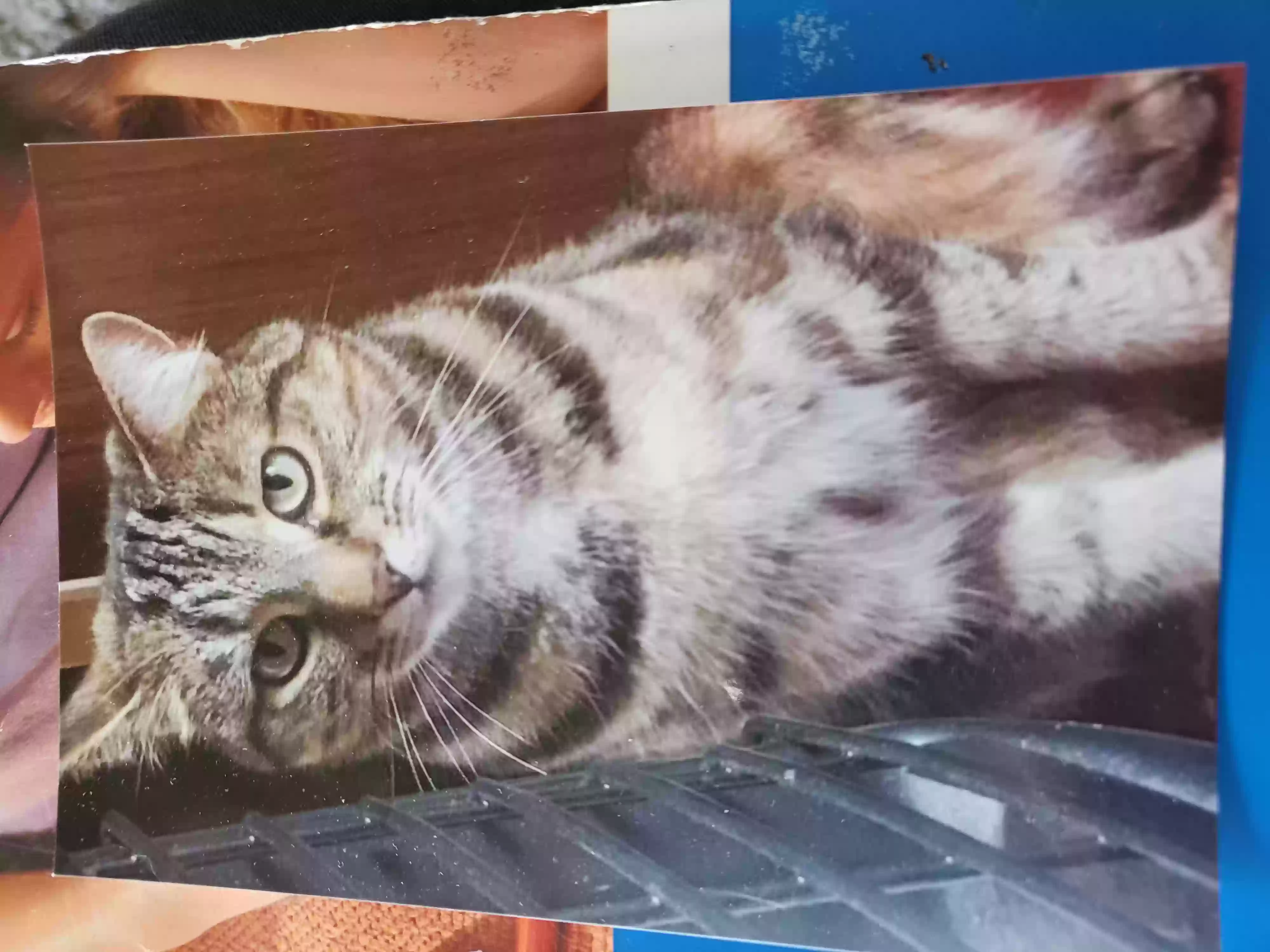 adoptable Cat in Glasgow,Scotland named Misha