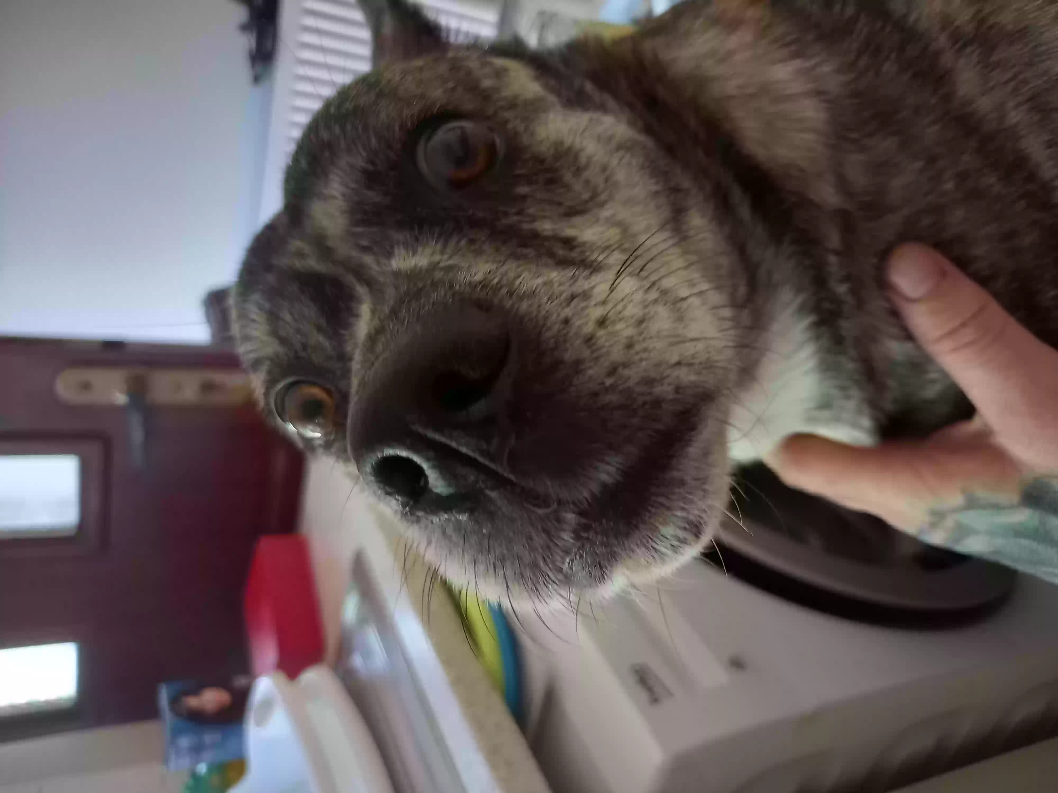 adoptable Dog in Wolverhampton,England named Narla
