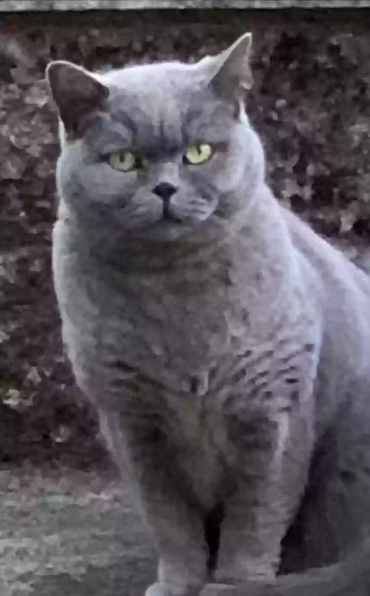 adoptable Cat in Glasgow,Scotland named Precious