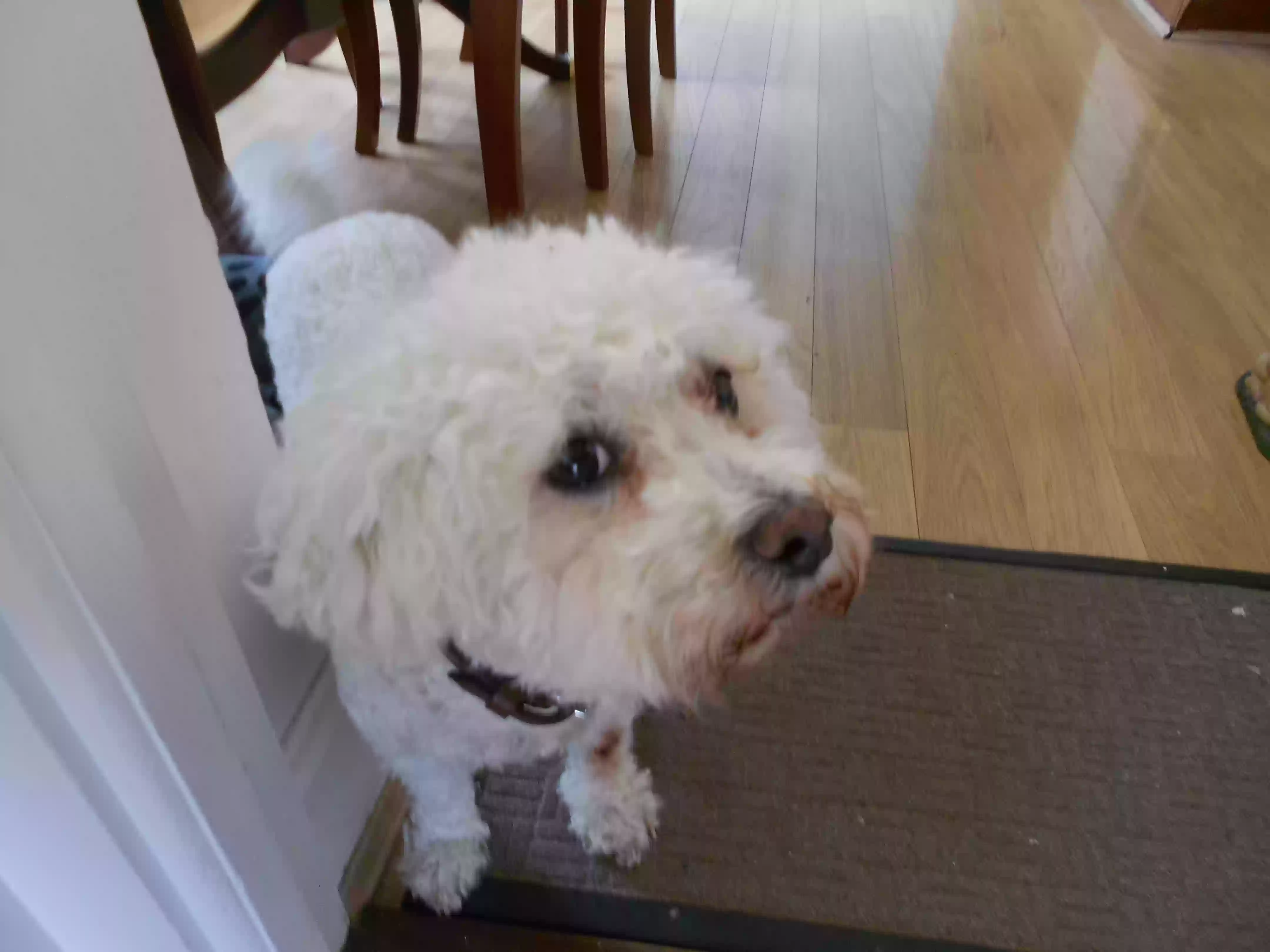 adoptable Dog in Chelmsford,England named duncan