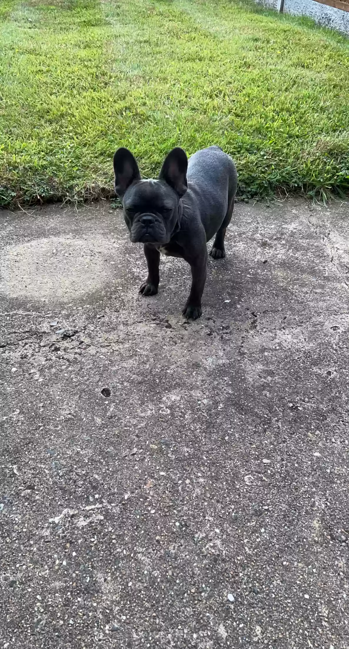 adoptable Dog in London,England named River