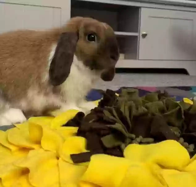 adoptable in Sunderland,England named Coco