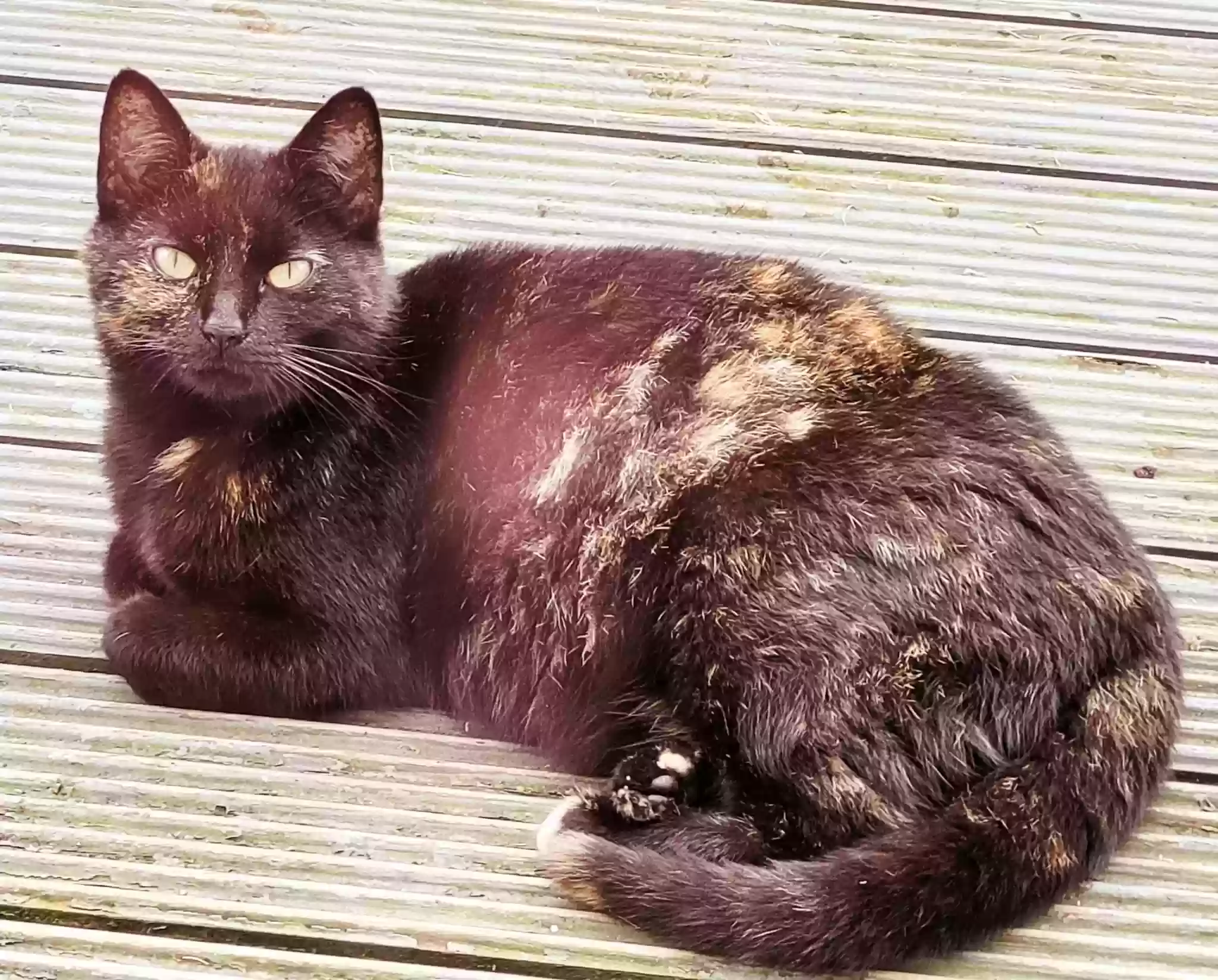 adoptable Cat in Armagh,Northern Ireland named Sheba