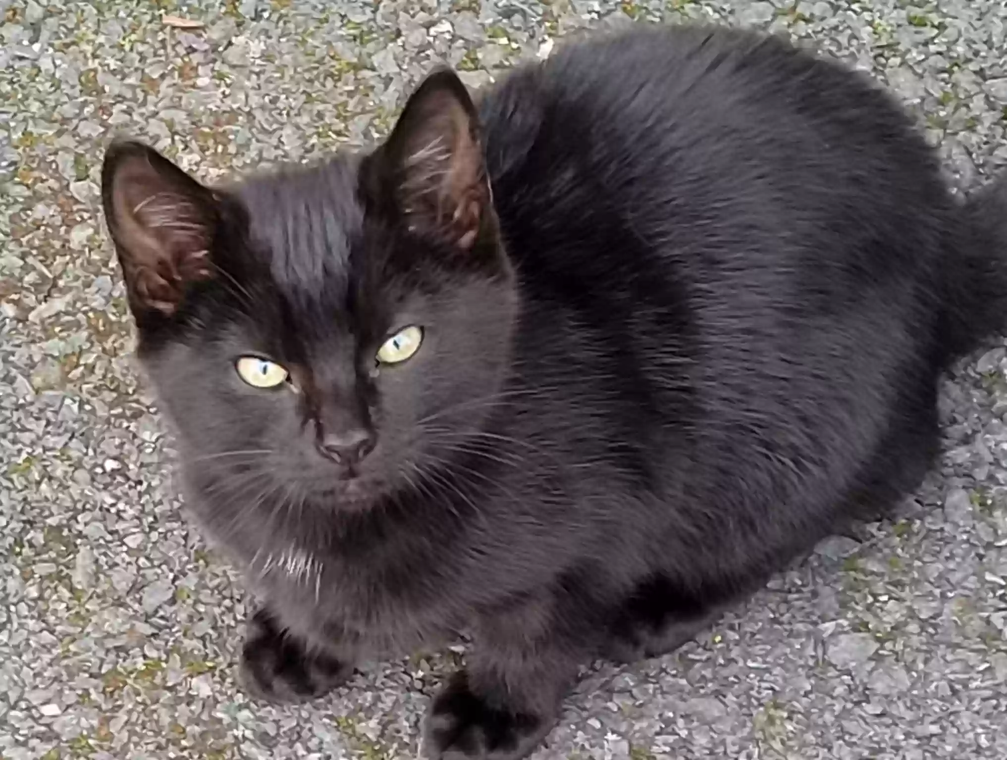 adoptable Cat in Armagh,Northern Ireland named Flopsy