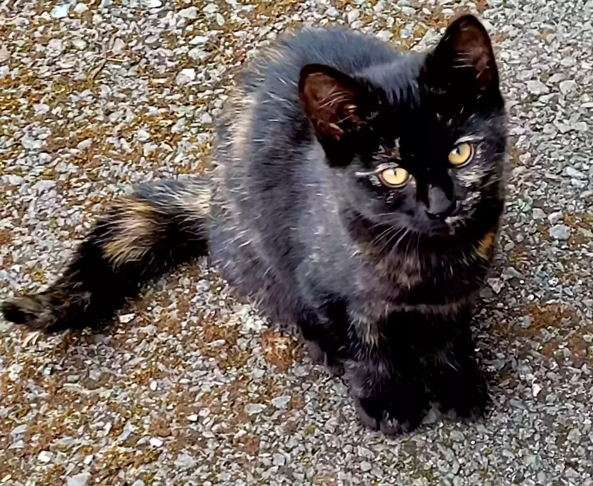 adoptable Cat in Armagh,Northern Ireland named Tipsy