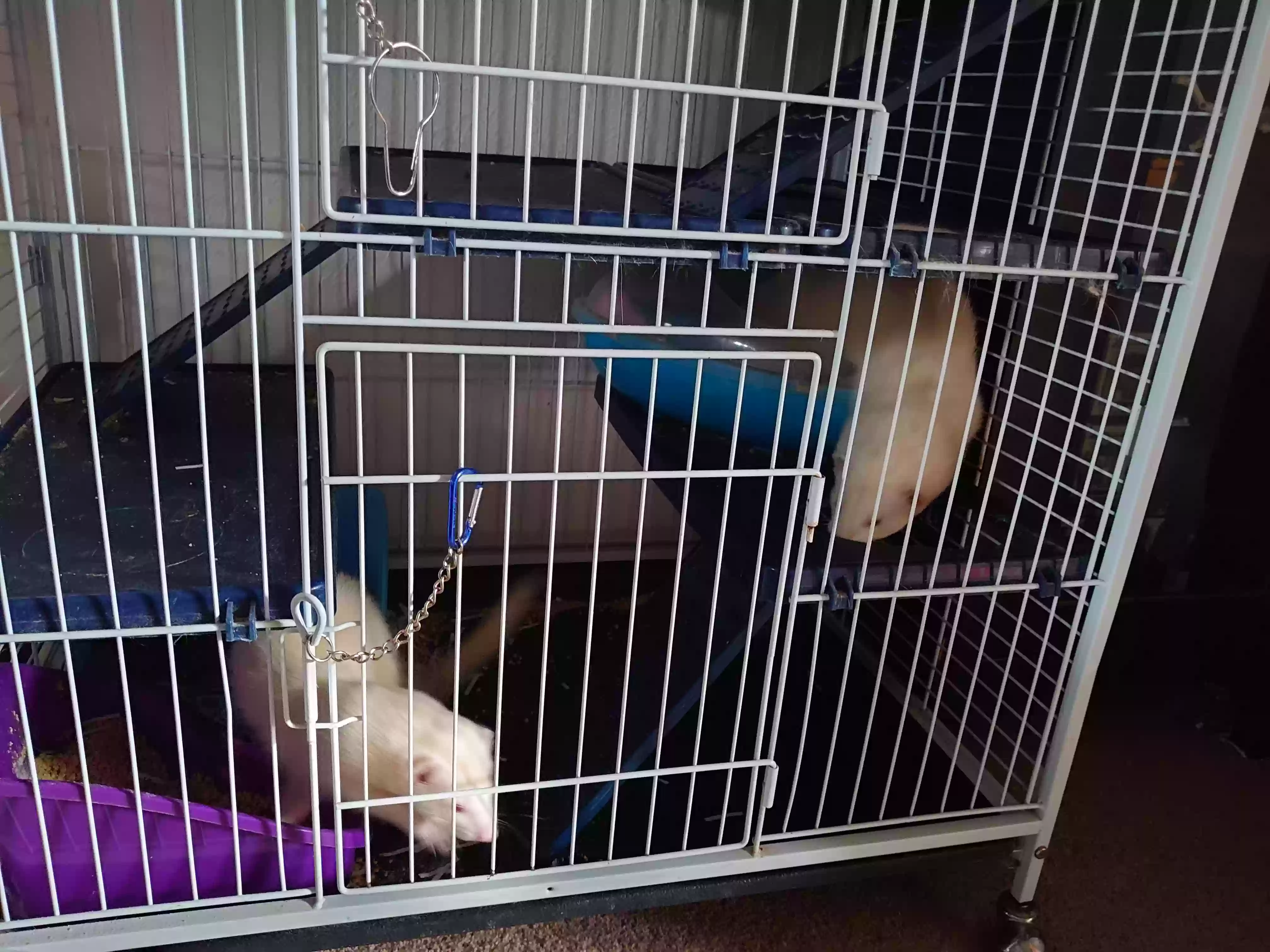 adoptable in Wakefield,England named Jon Snow and Jack Frost