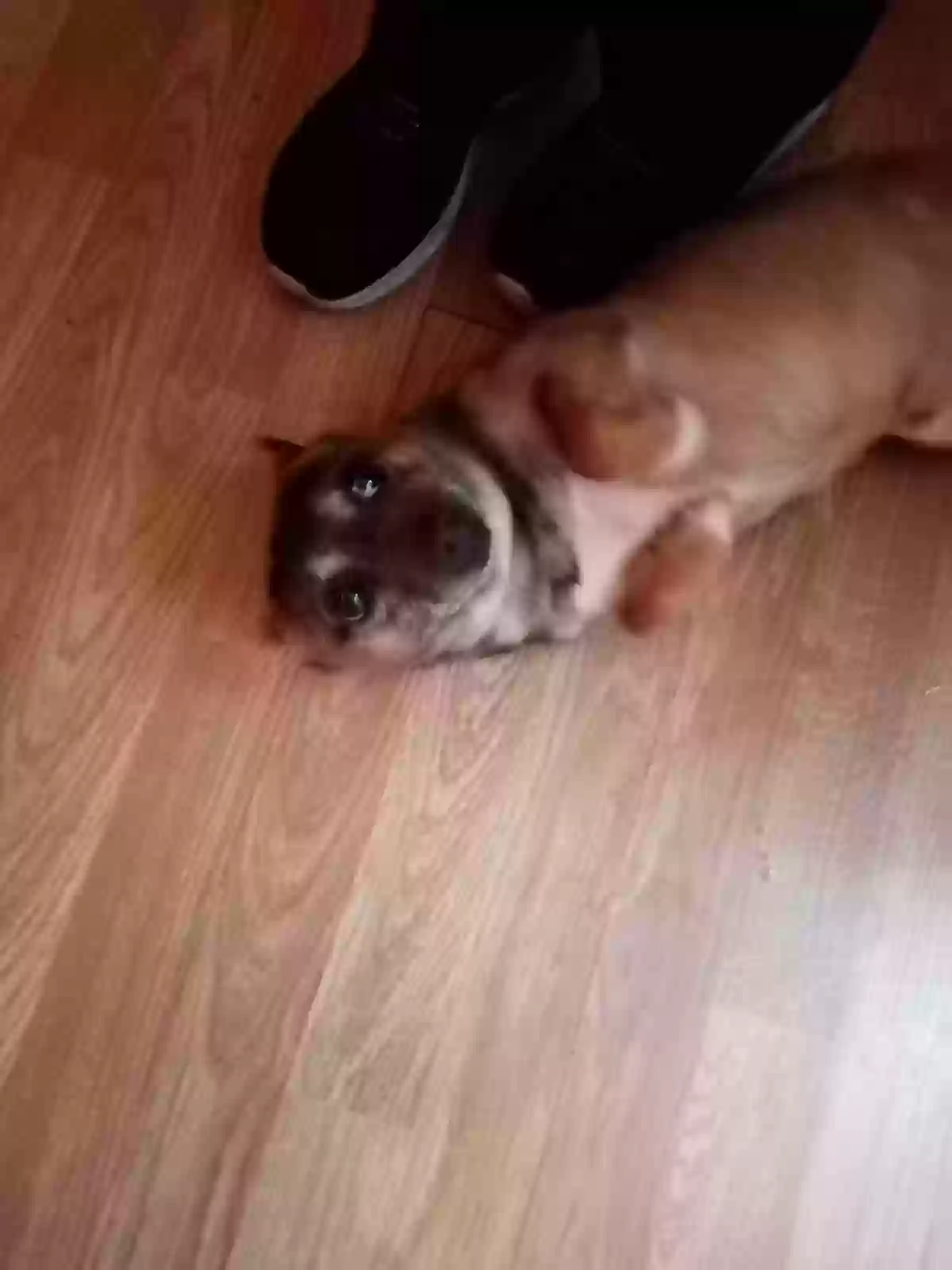 adoptable Dog in Belfast,Northern Ireland named Marshall