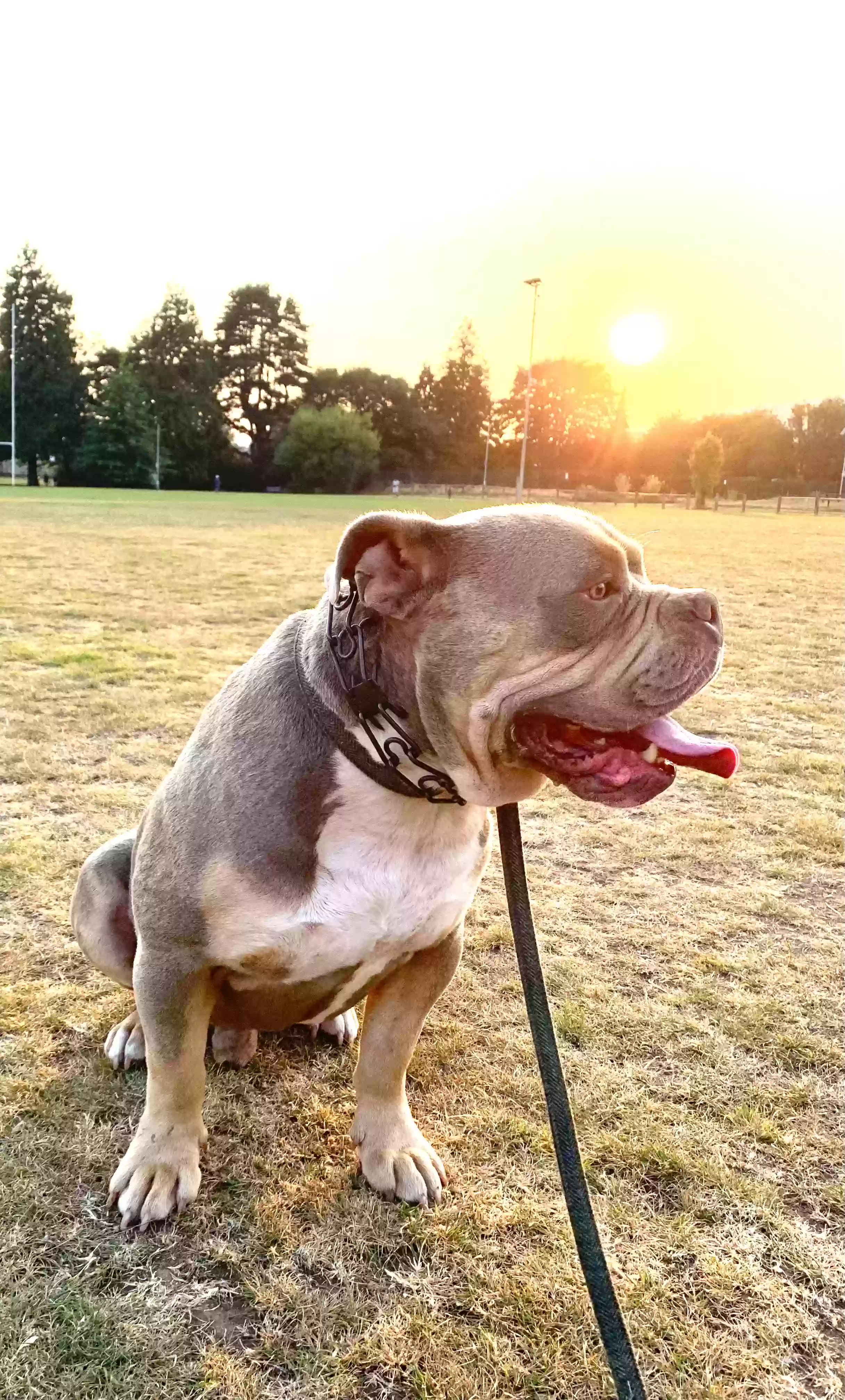 adoptable Dog in Newport,Wales named Rocco