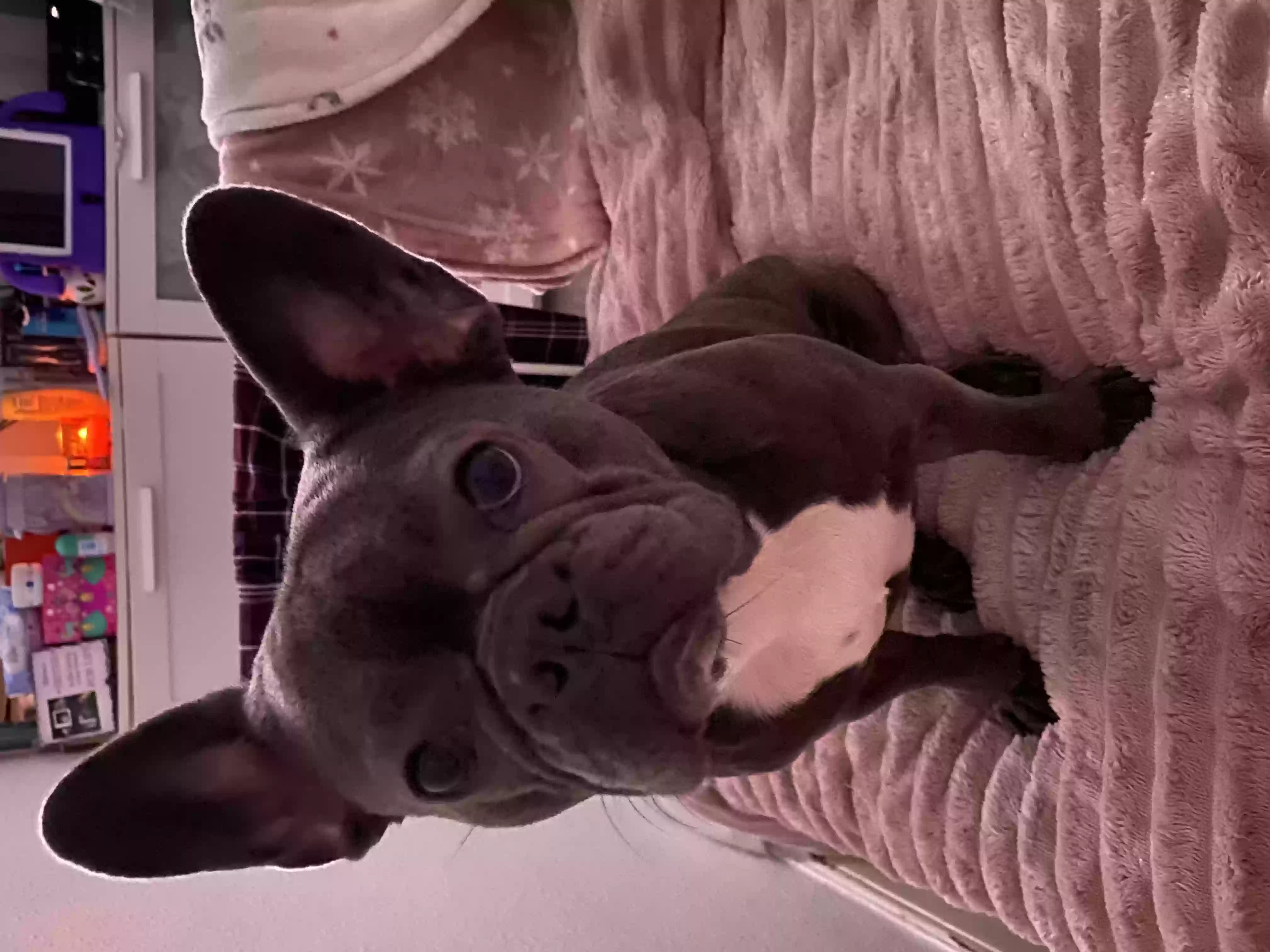 adoptable Dog in Manchester,England named Ivy