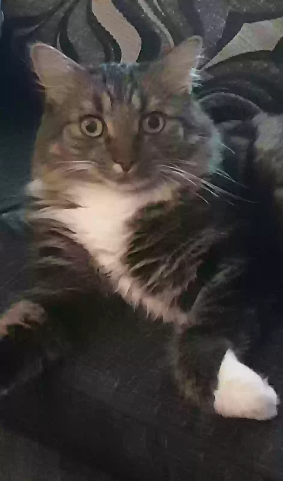adoptable Cat in Glasgow,Scotland named Bailey