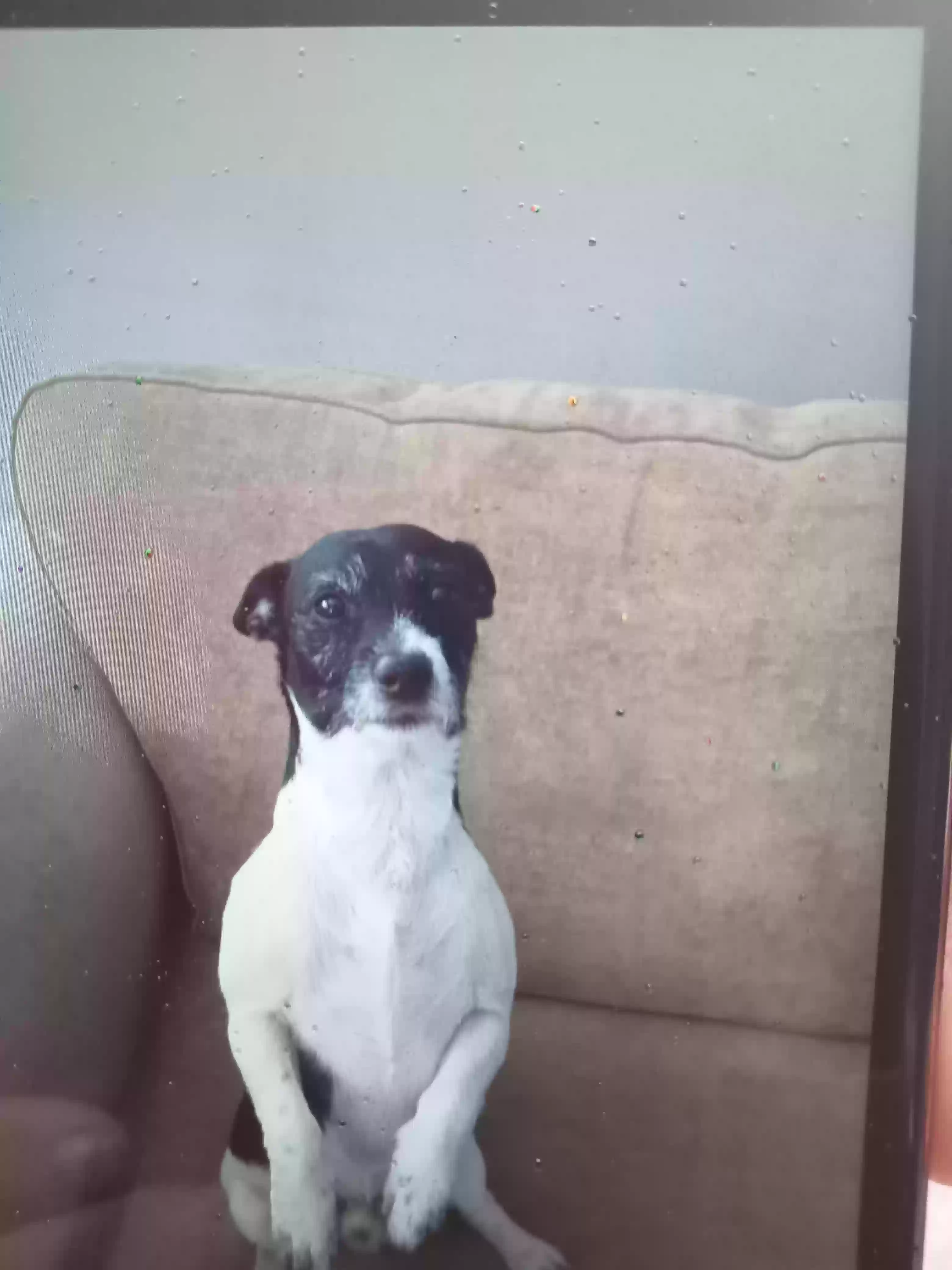 adoptable Dog in Lisburn,Northern Ireland named Bigger