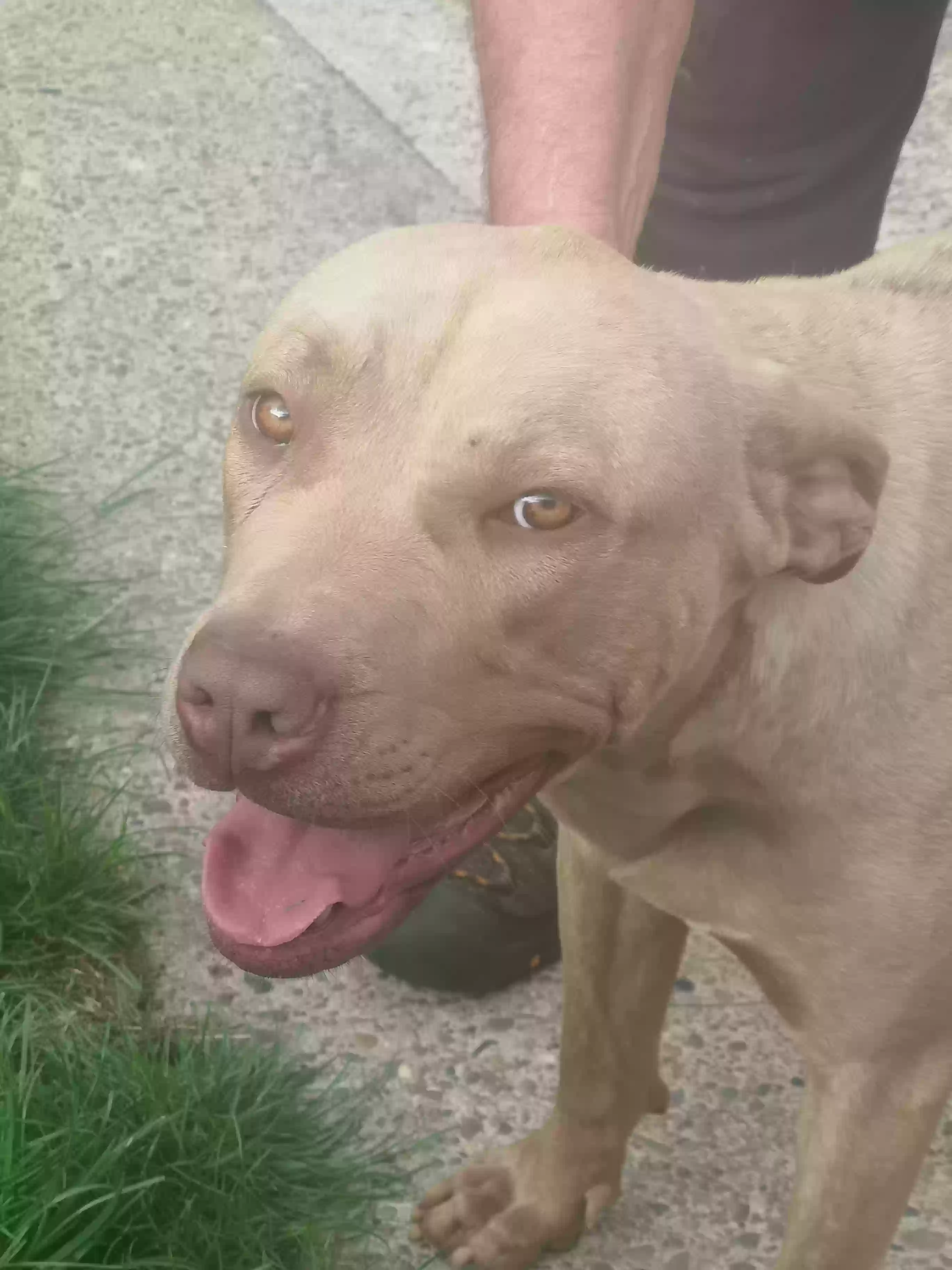 adoptable Dog in Sheffield,England named Lola